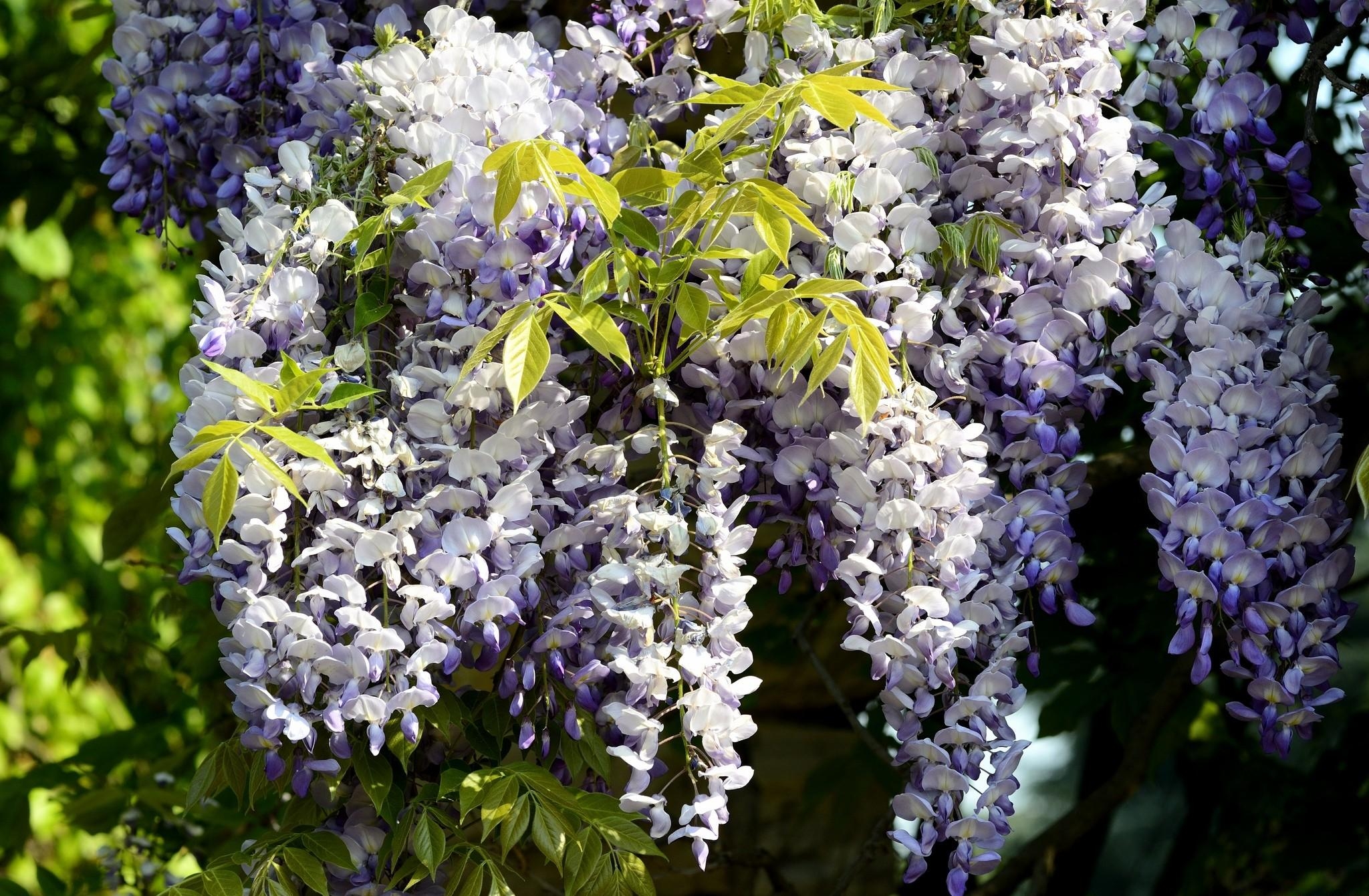 clusters, flowers, leaves, branch, bunches, sunny, wisteria wallpaper for mobile