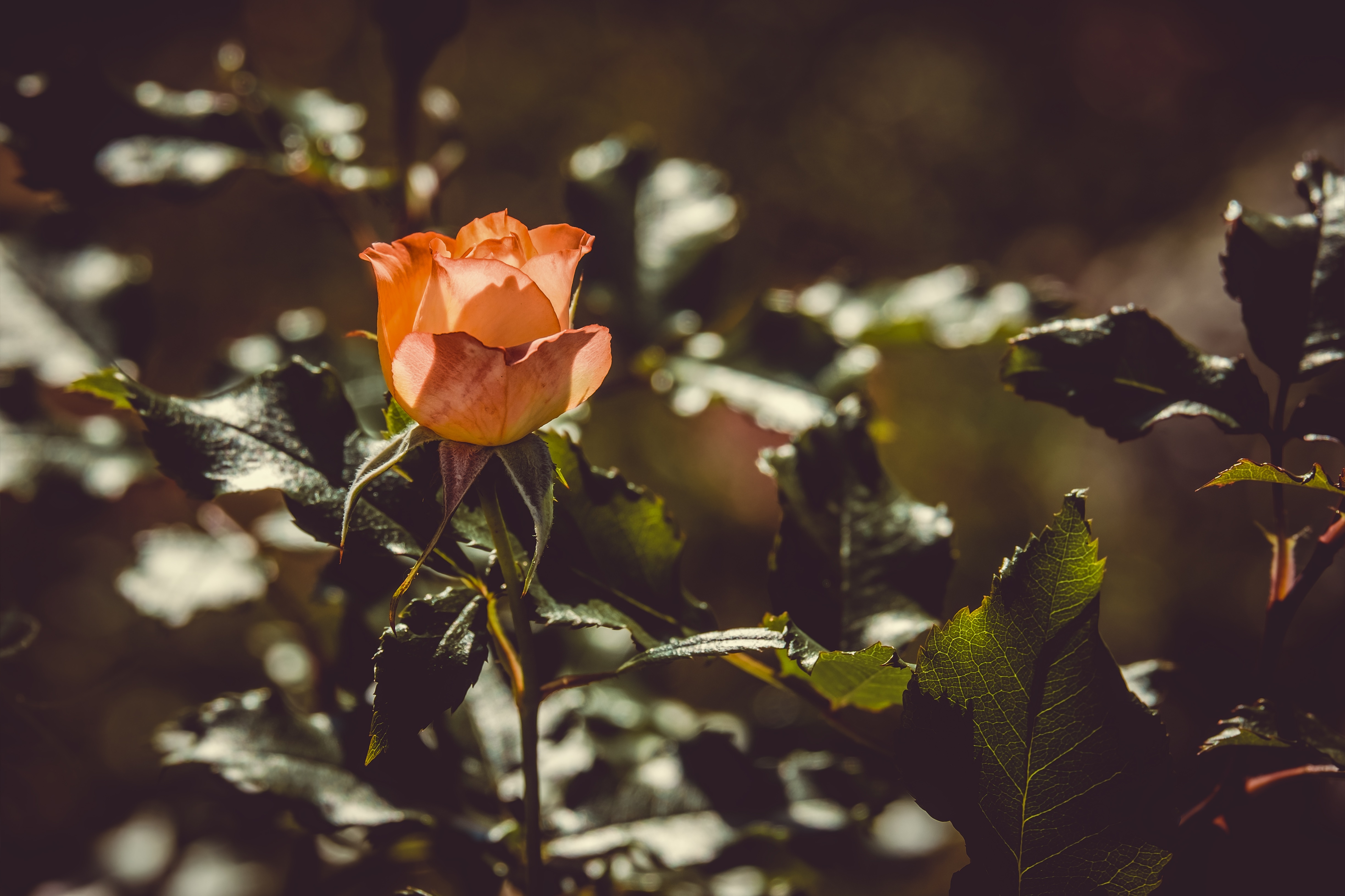 rose, flowers, bush, rose flower, bud, sunlight 1080p