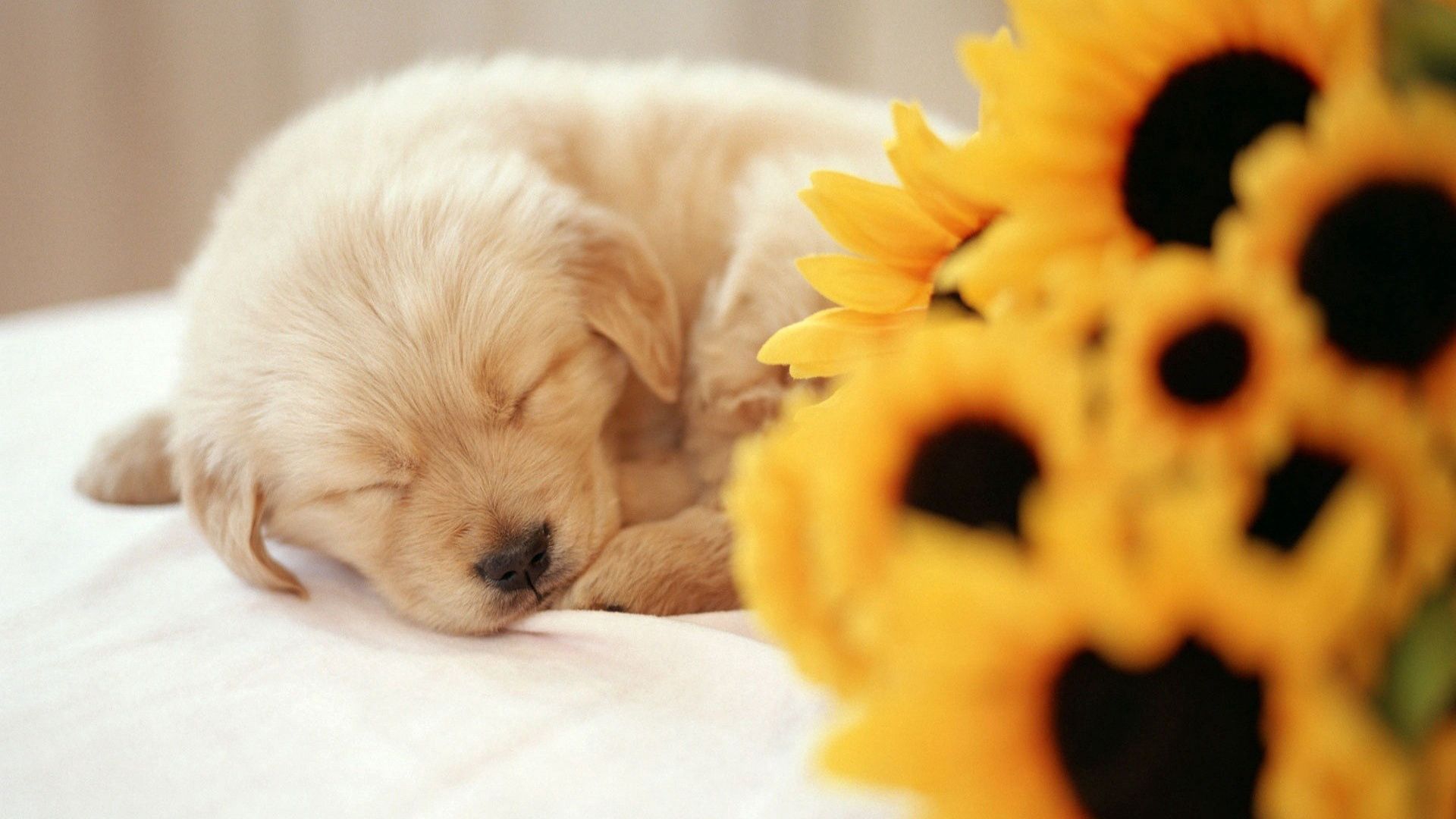 123865 download wallpaper animals, flowers, bouquet, sweet, puppy, sleep, dream screensavers and pictures for free