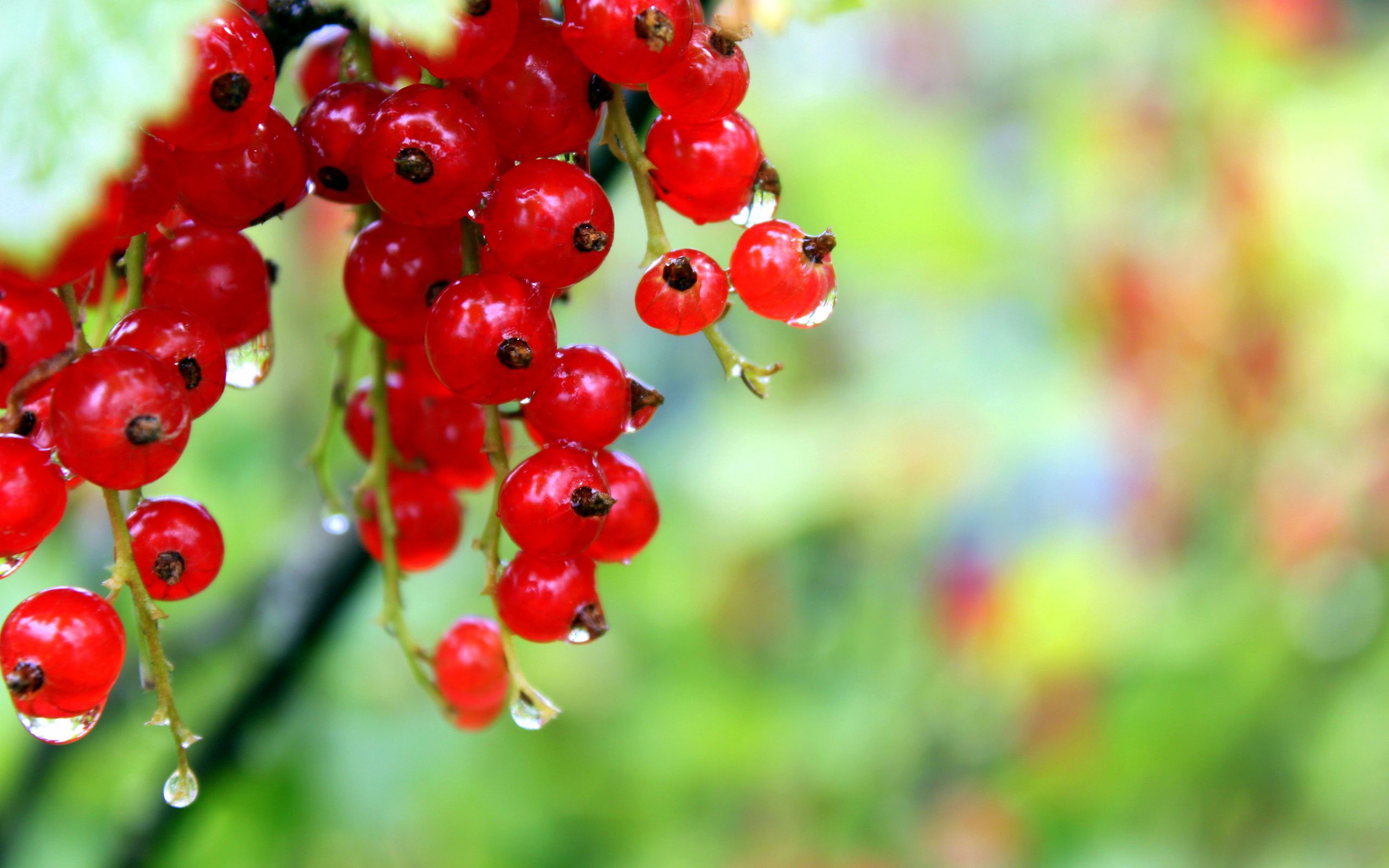 drops, grass, currant, red, macro, wet, ripe, humid