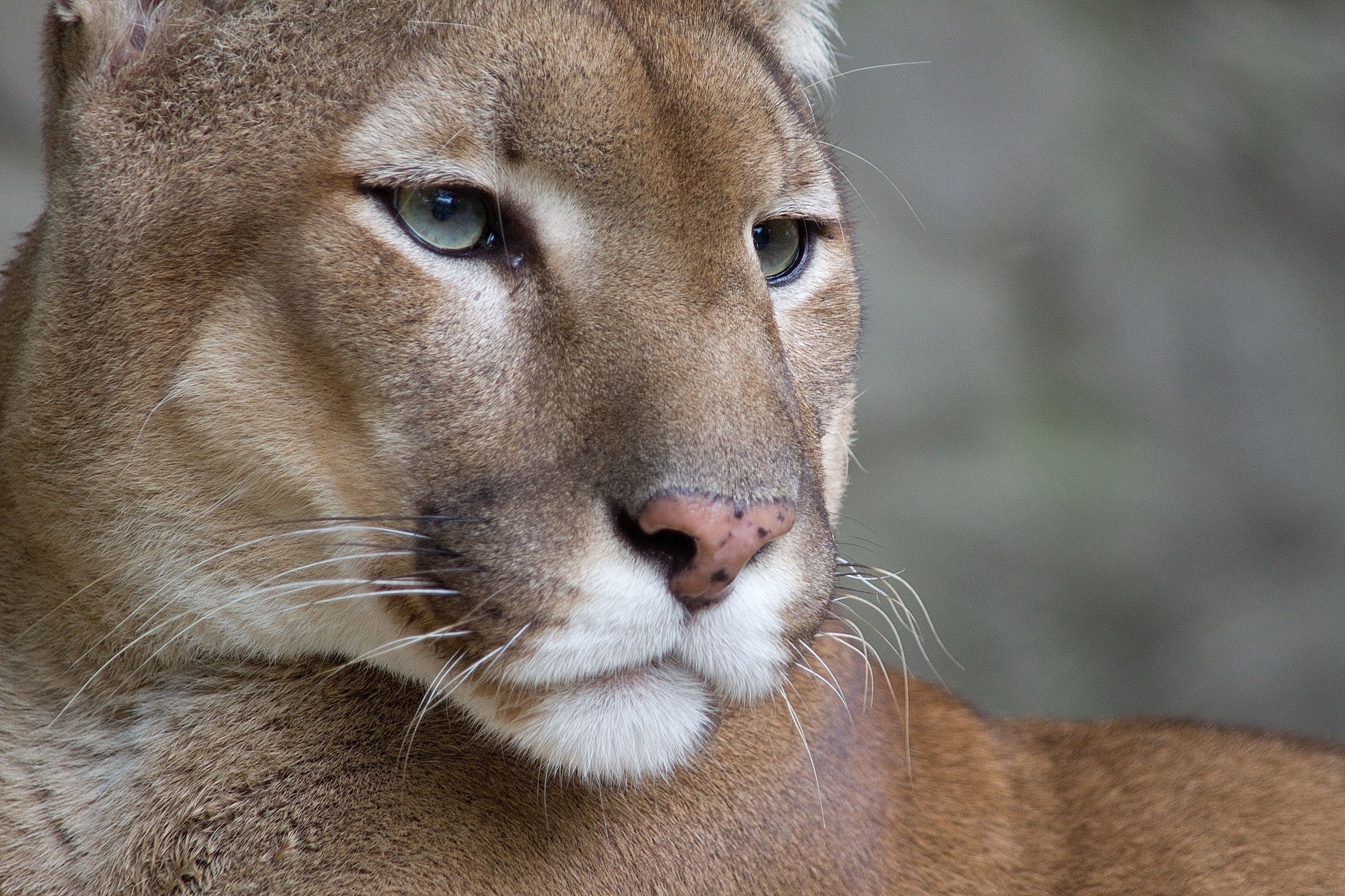 66458 Bildschirmschoner und Hintergrundbilder Puma auf Ihrem Telefon. Laden Sie tiere, puma, raubtier, predator, sicht, meinung Bilder kostenlos herunter