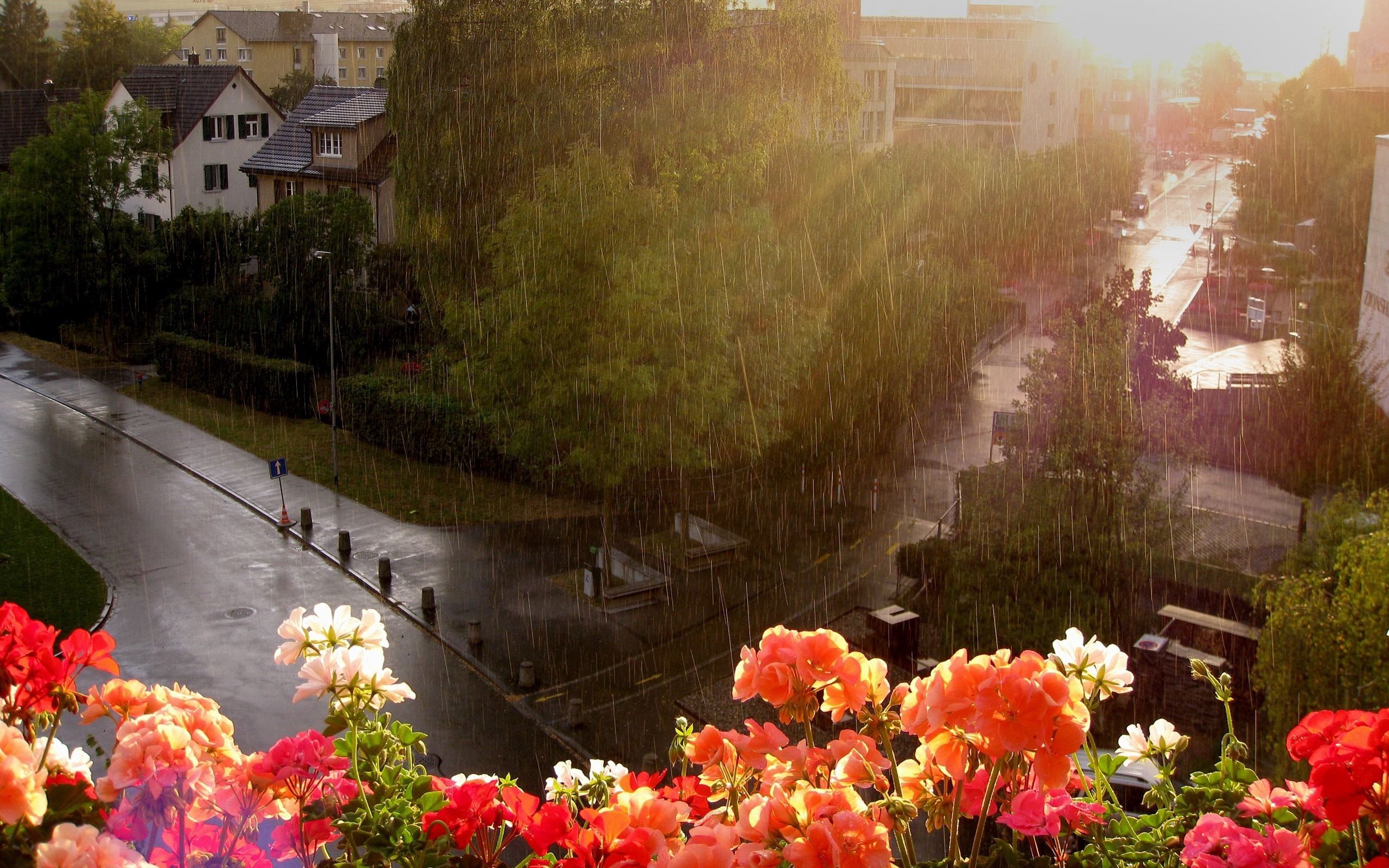 street, nature, flowers, rain, wet, height, balcony, shower, downpour HD wallpaper