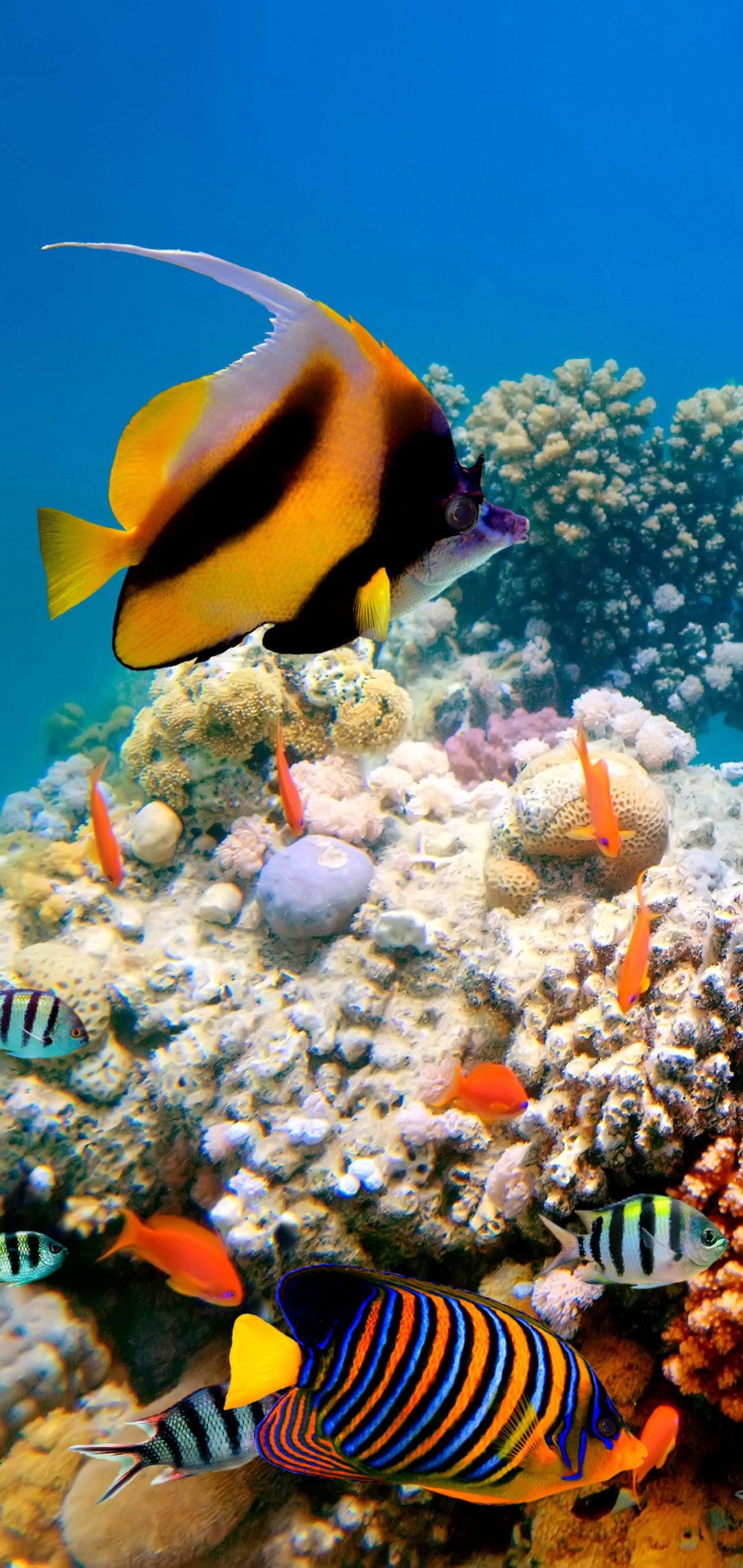 4K Phone Wallpaper coral reef, fishes, fish, animal