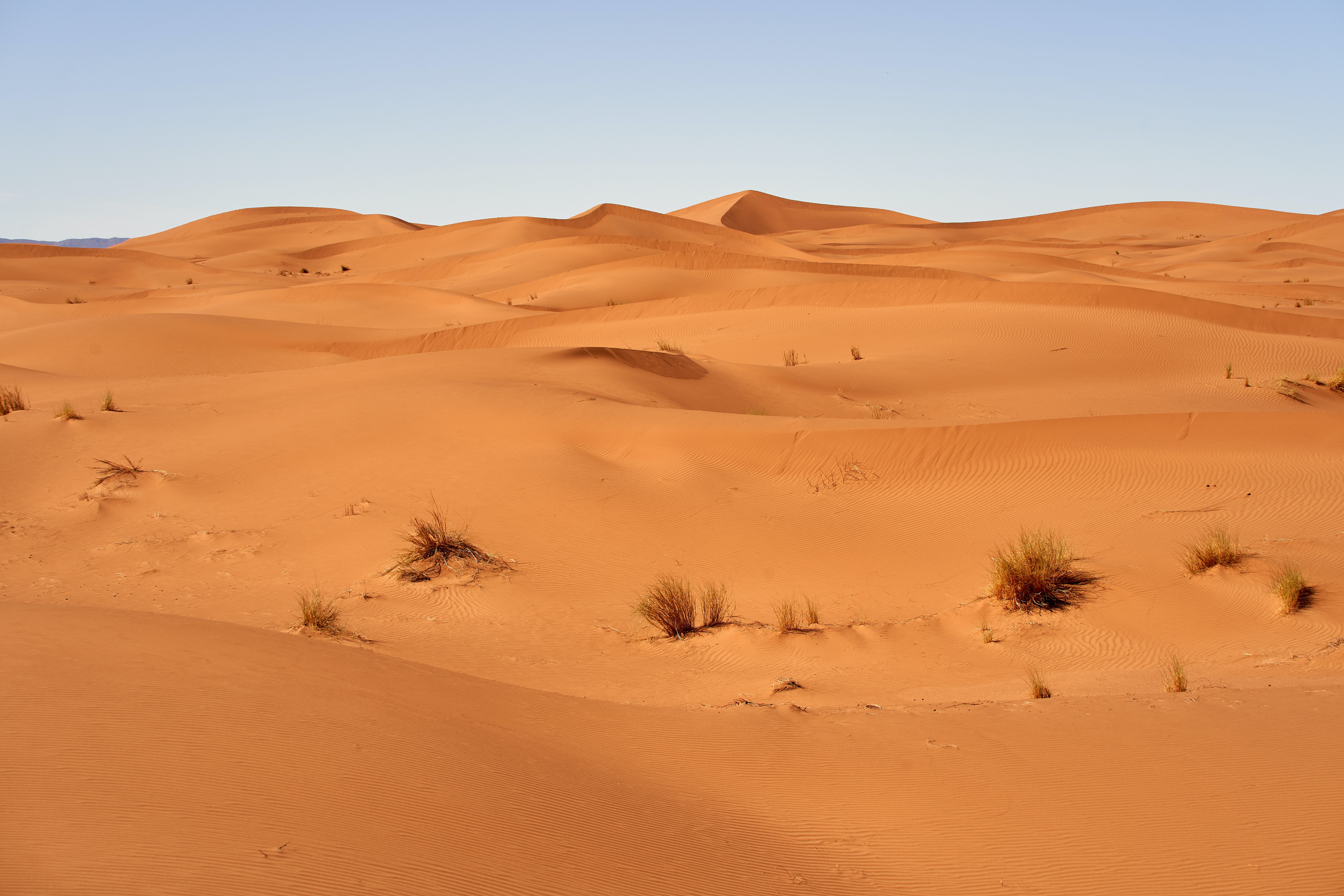 155338 Protetores de tela e papéis de parede Deserto em seu telefone. Baixe dunas, natureza, grama, areia fotos gratuitamente