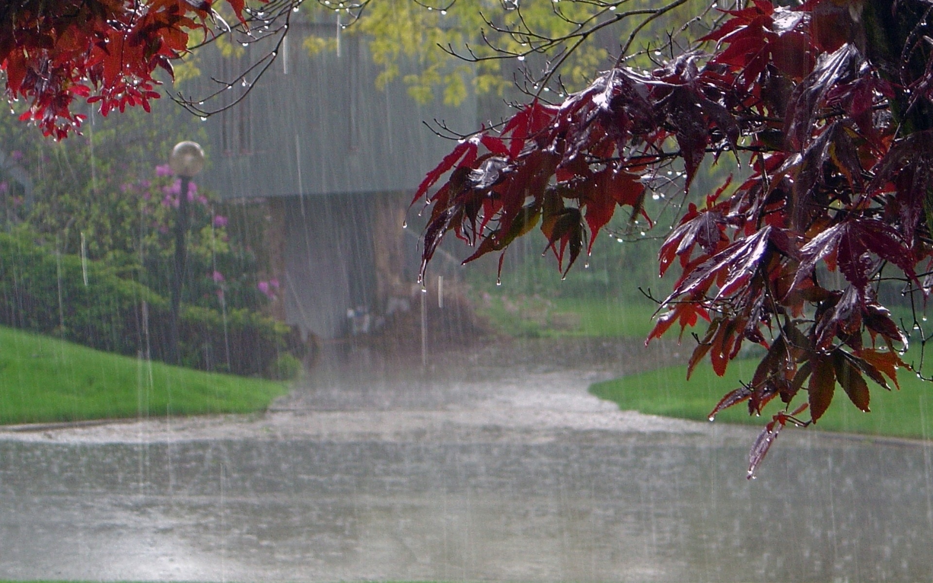 rain, photography, fall Full HD