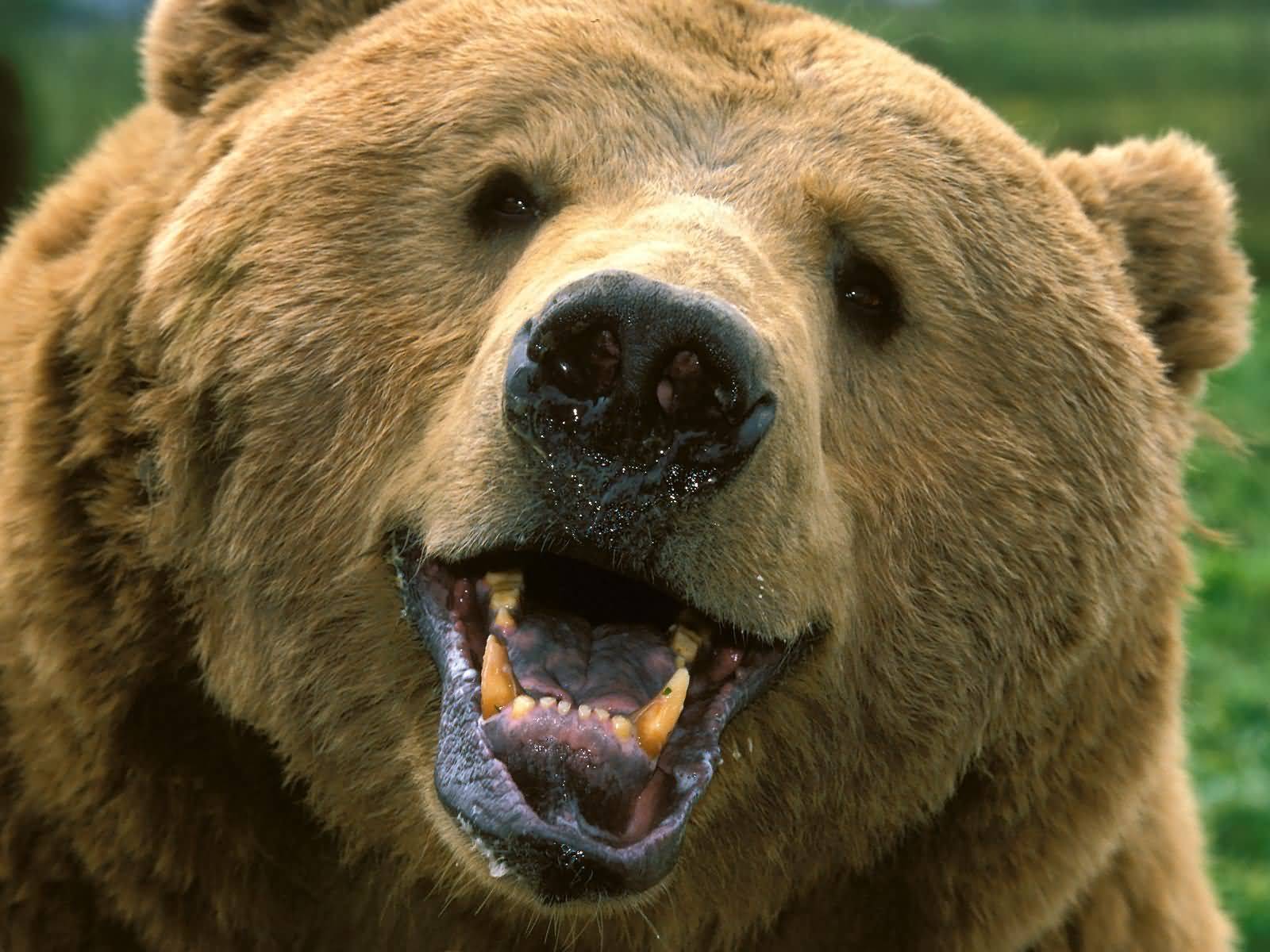 wallpapers animal, bear, bears