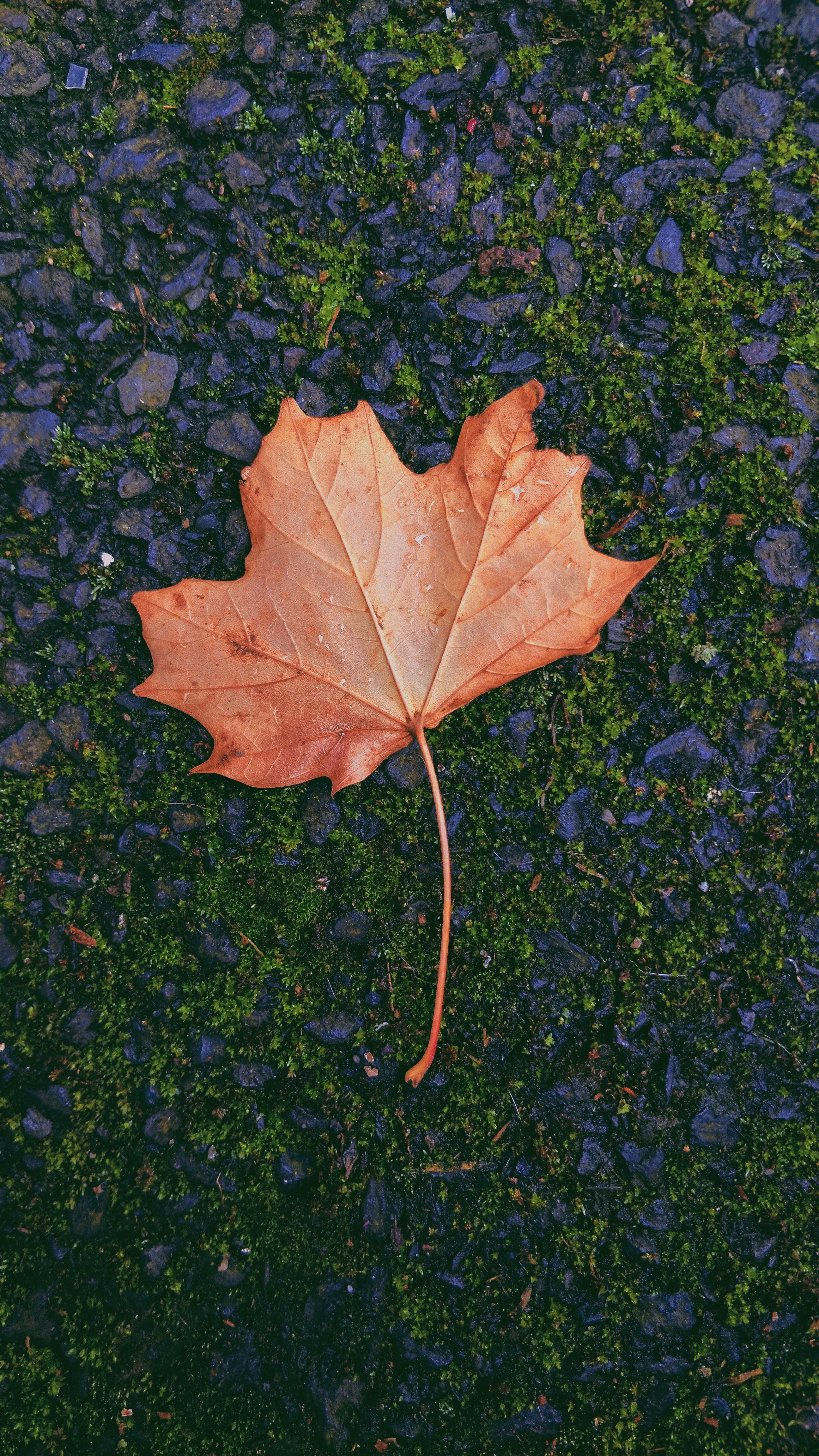 maple, autumn, nature, sheet, leaf, moss, fallen phone background