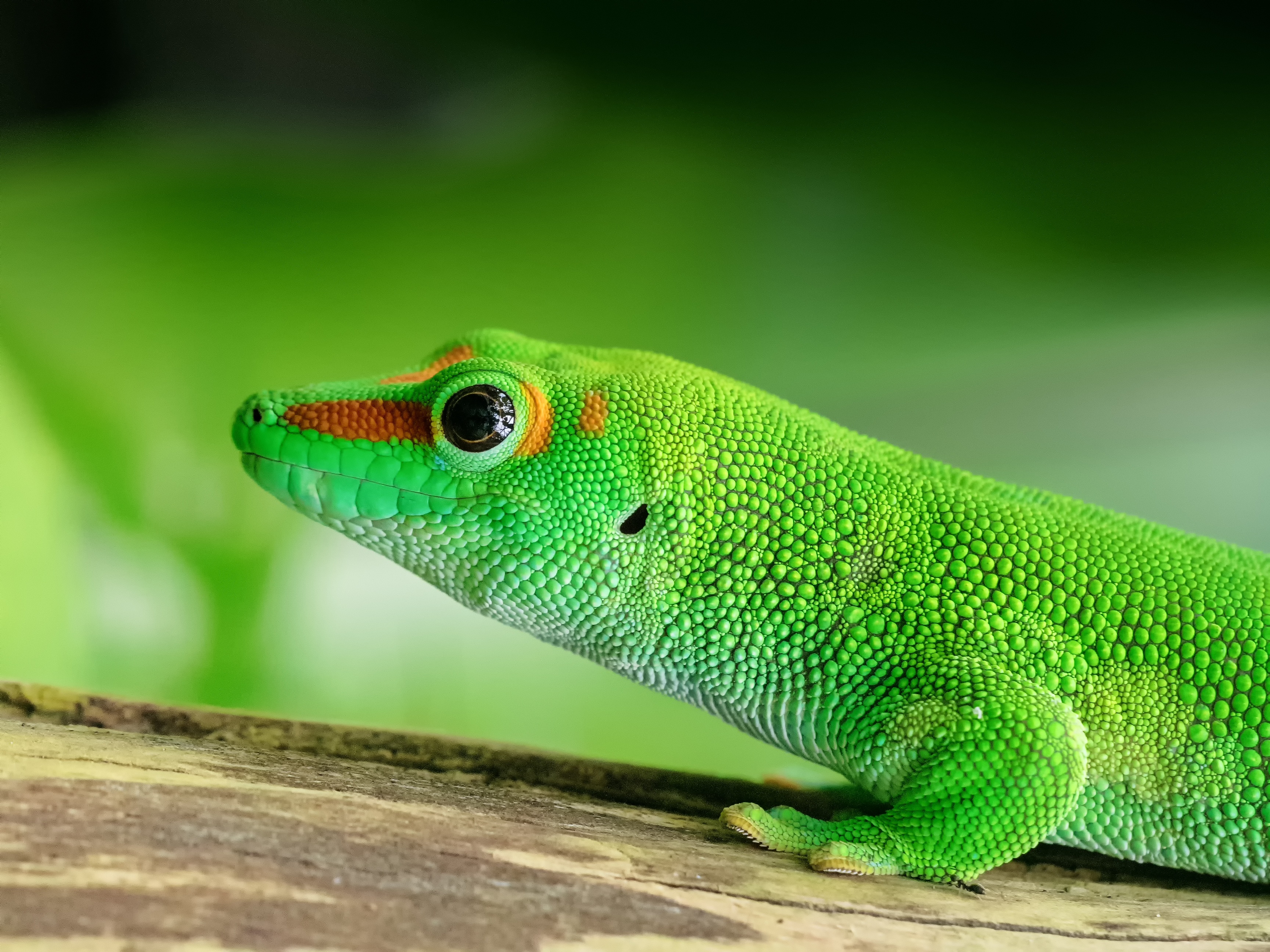 87644 Bild herunterladen tiere, grün, farbe, eidechse, reptil, reptile - Hintergrundbilder und Bildschirmschoner kostenlos