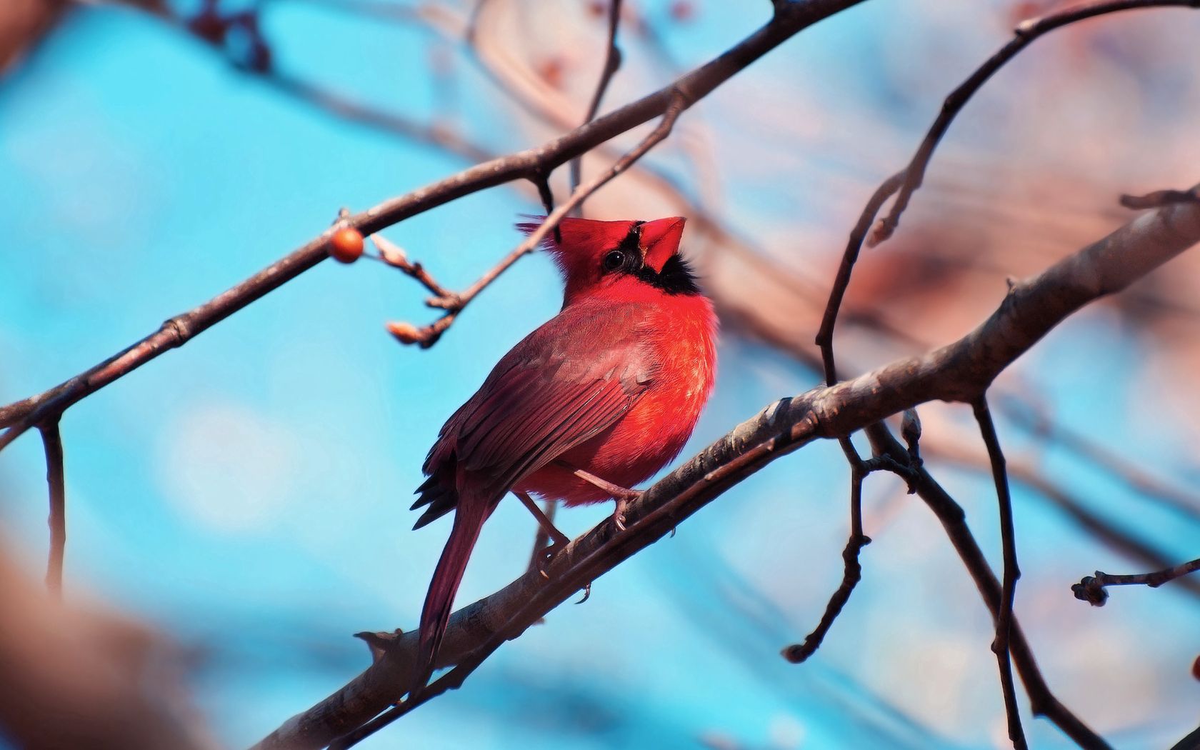 red cardinal, bird, wood, branch Sit Tablet Wallpapers