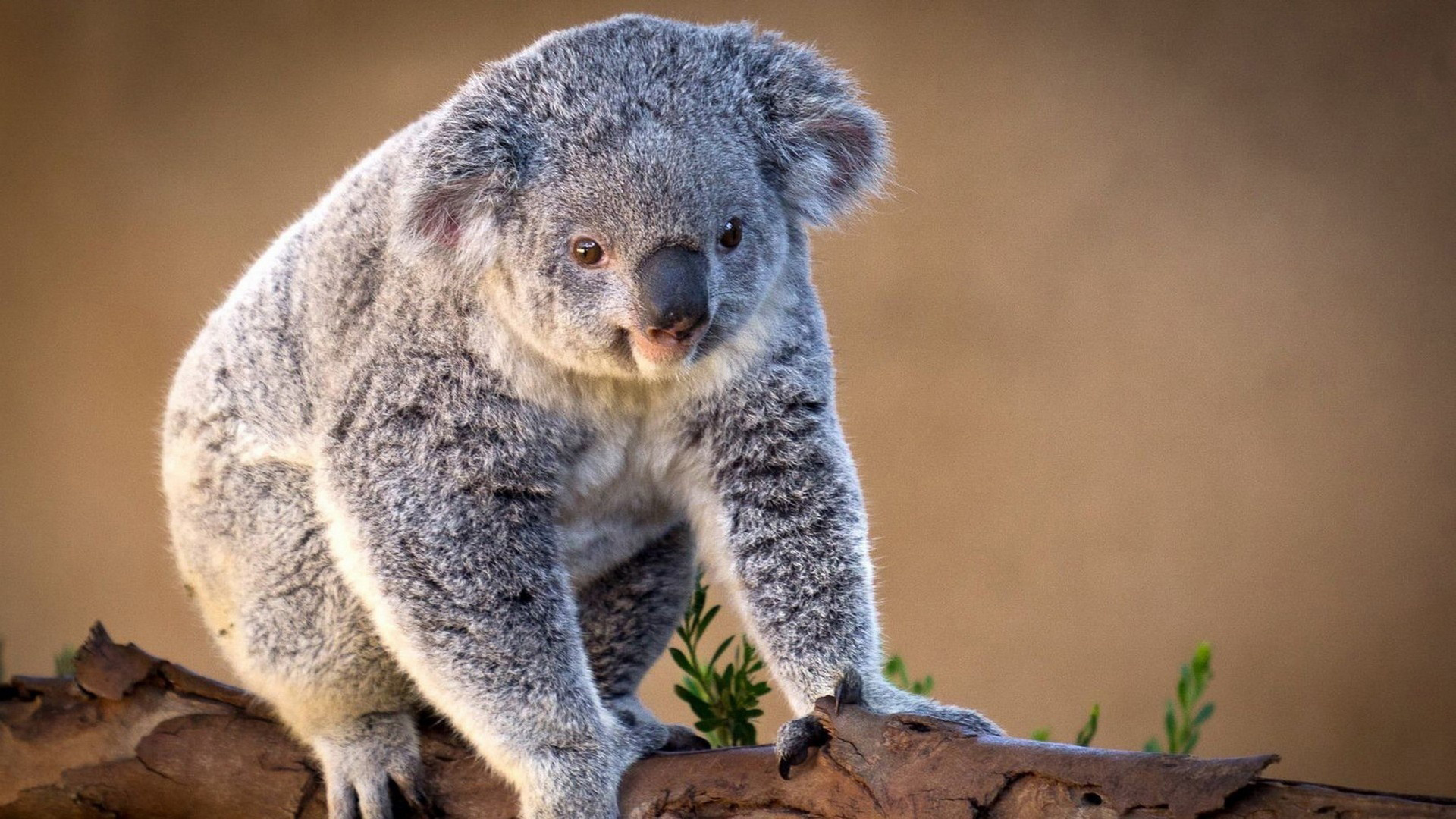 48484 Hintergrundbild herunterladen tiere, koalas - Bildschirmschoner und Bilder kostenlos