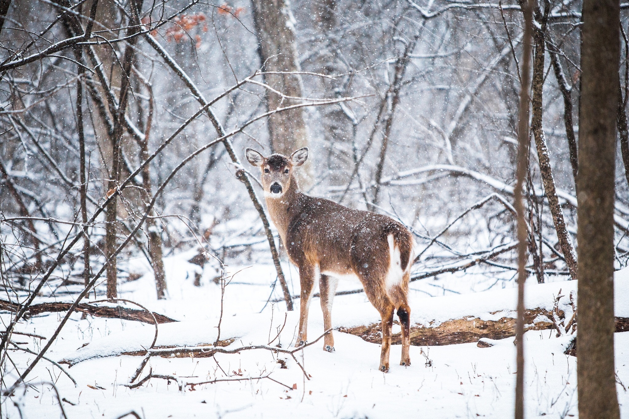 お使いの携帯電話の145364スクリーンセーバーと壁紙鹿。 降雪, 木, 森, 動物の写真を無料でダウンロード