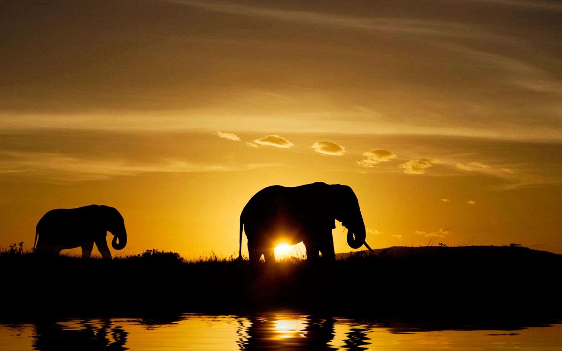 elephants, nature, sunset, dark, silhouette
