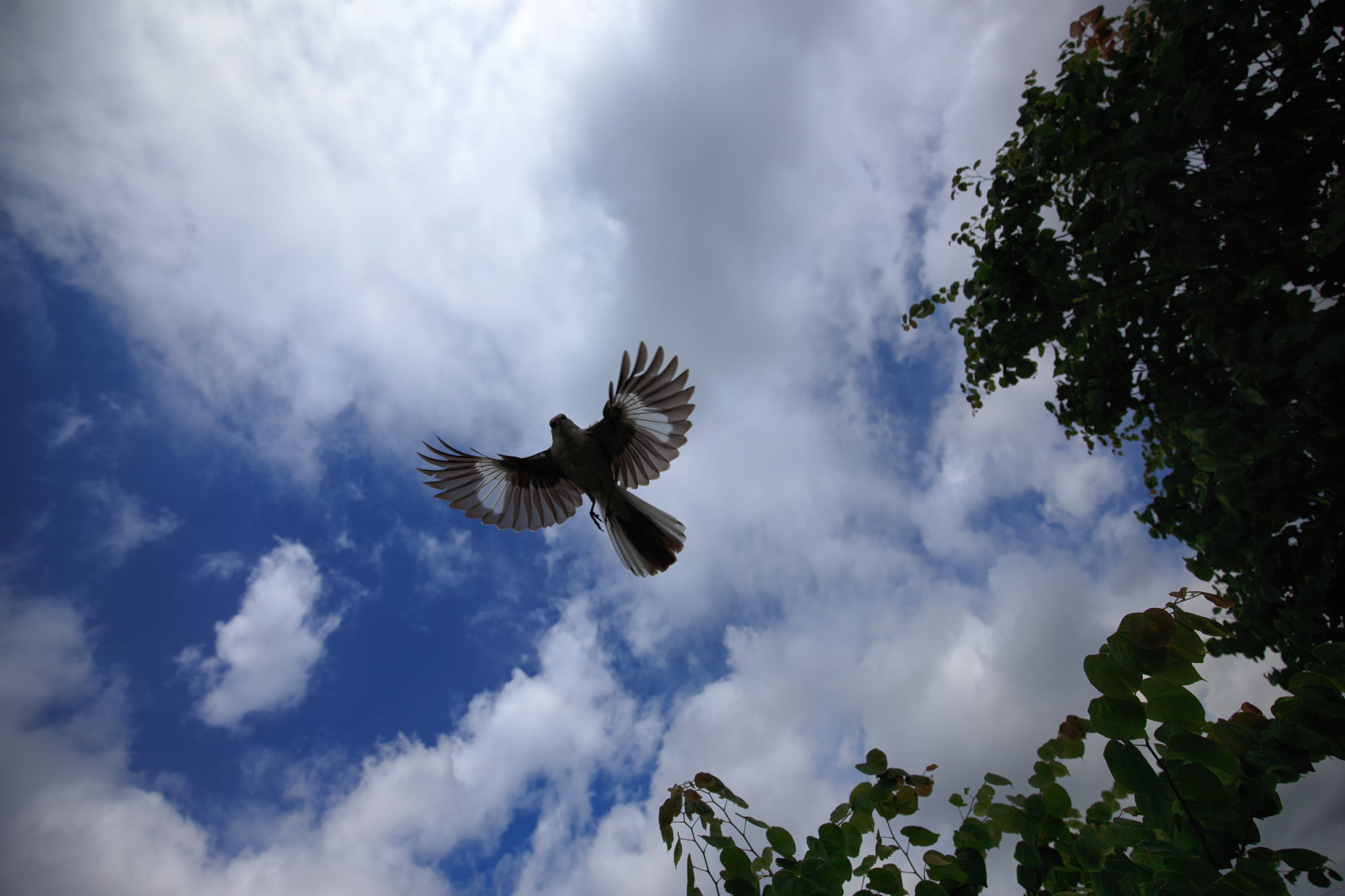bird, animals, sky, flight, wings, mockingbird 2160p