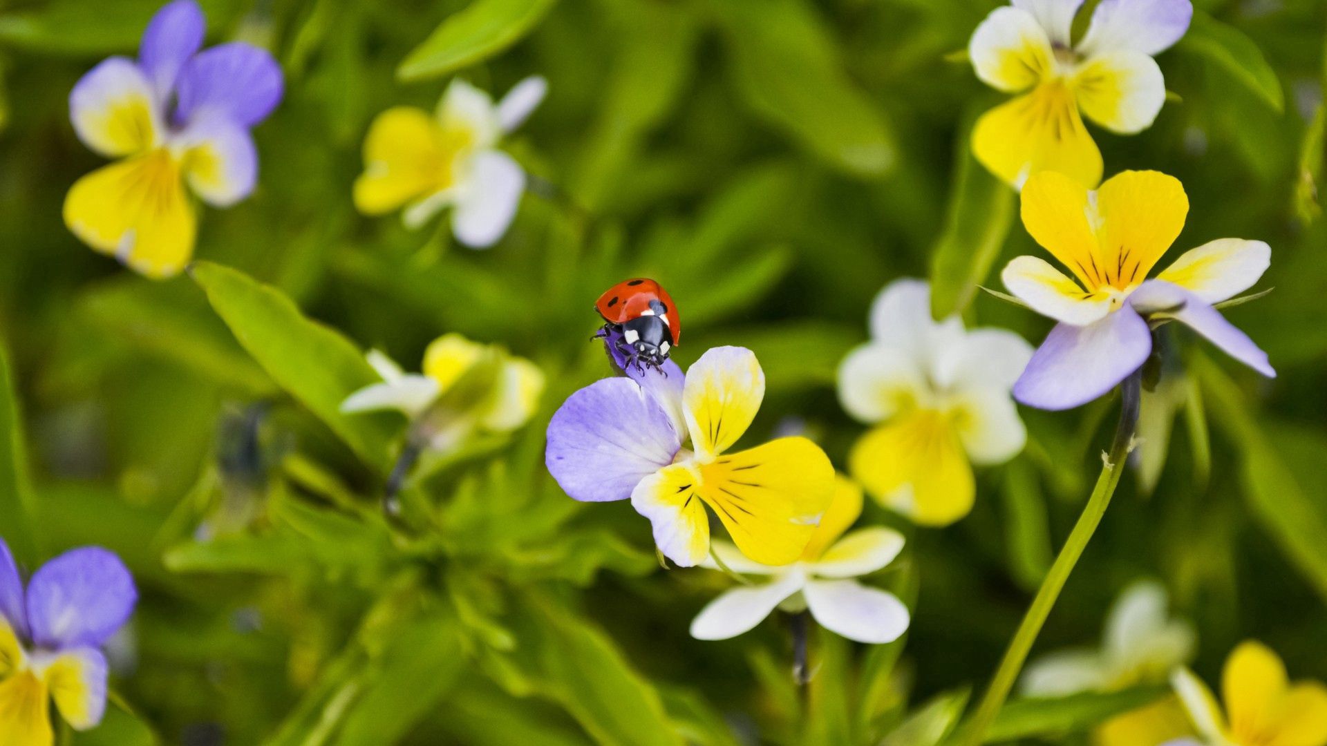 Laden Sie das Marienkäfer, Blumen, Makro, Insekt, Krabbeln, Crawlen-Bild kostenlos auf Ihren PC-Desktop herunter