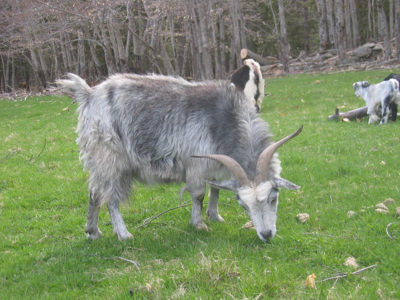 animal, goat, horns