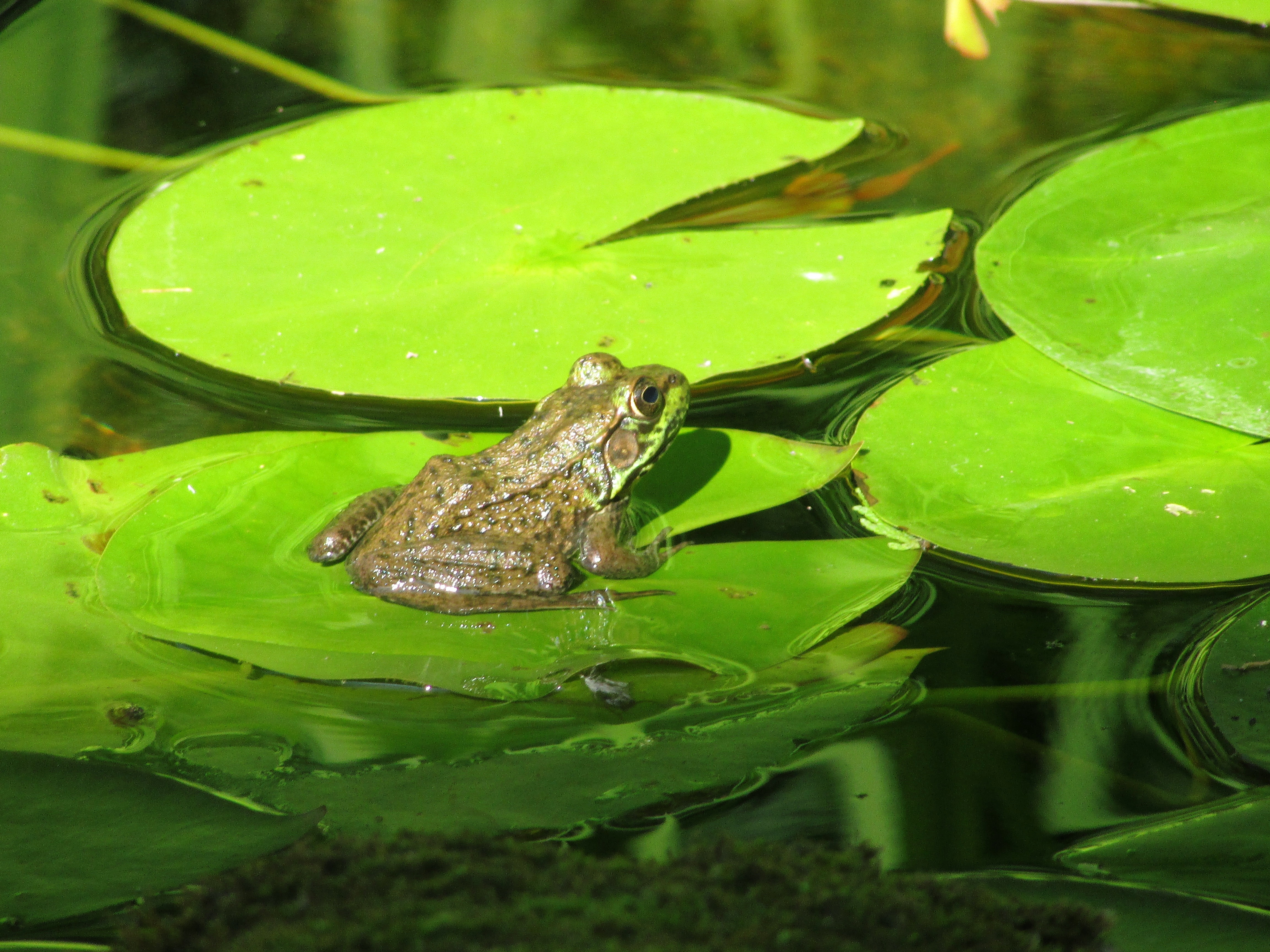 132738 download wallpaper animals, lilies, swamp, frog, amphibian screensavers and pictures for free