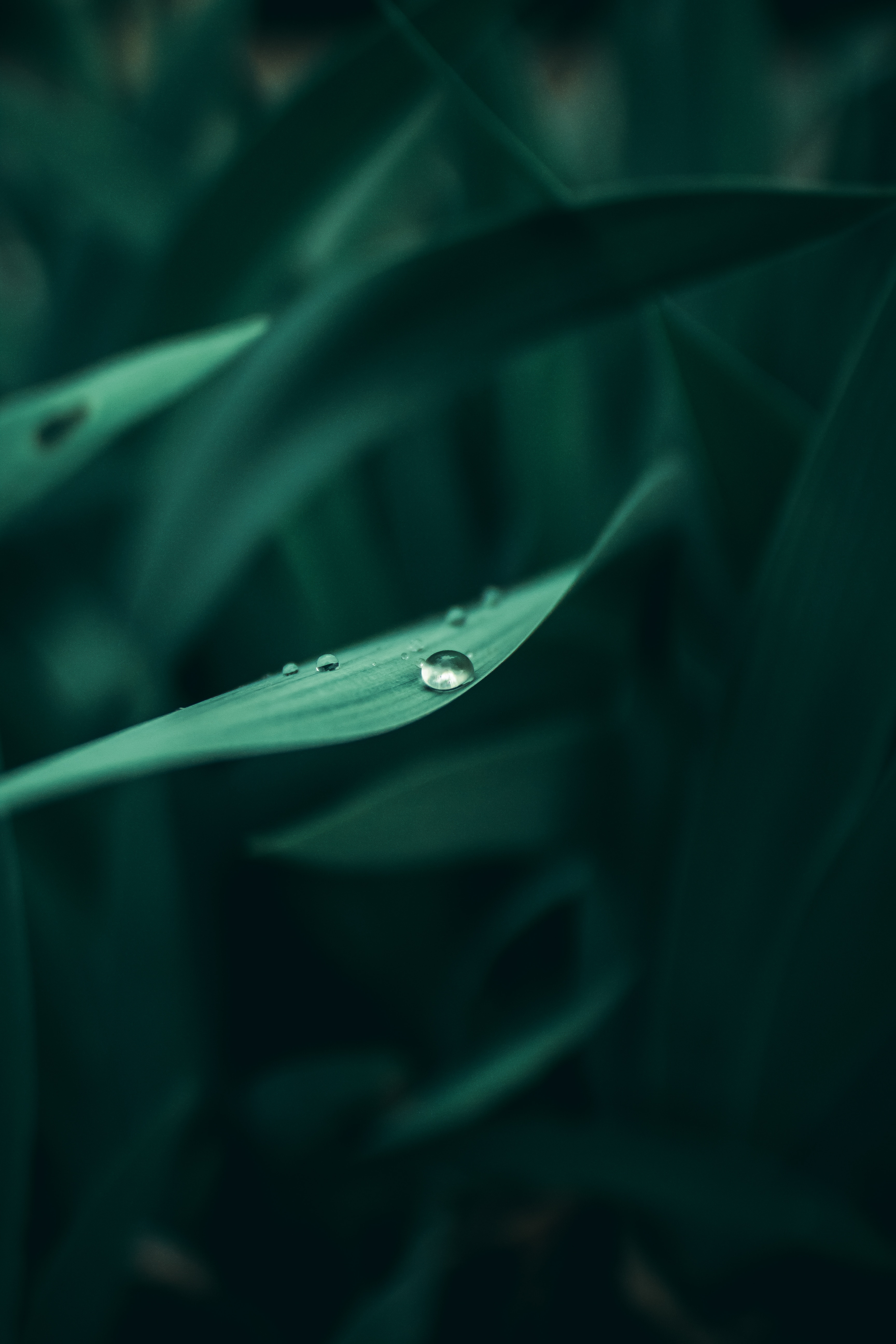 Download mobile wallpaper Plant, Grass, Dew, Wet, Macro, Drops for free.