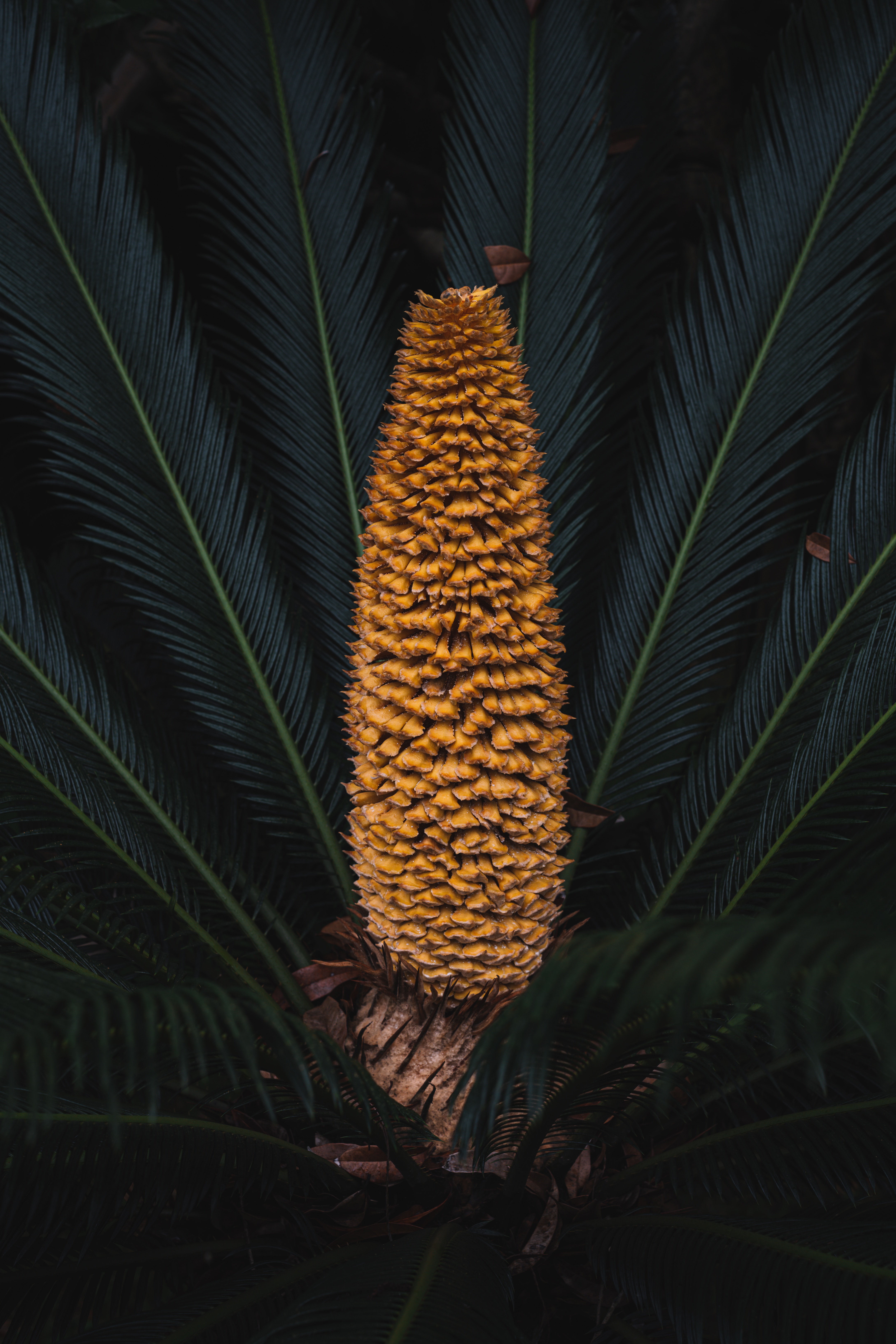 59225 Hintergrundbild herunterladen pflanze, makro, palme, palm, geäst, zweige, frucht, fötus, exotisch - Bildschirmschoner und Bilder kostenlos