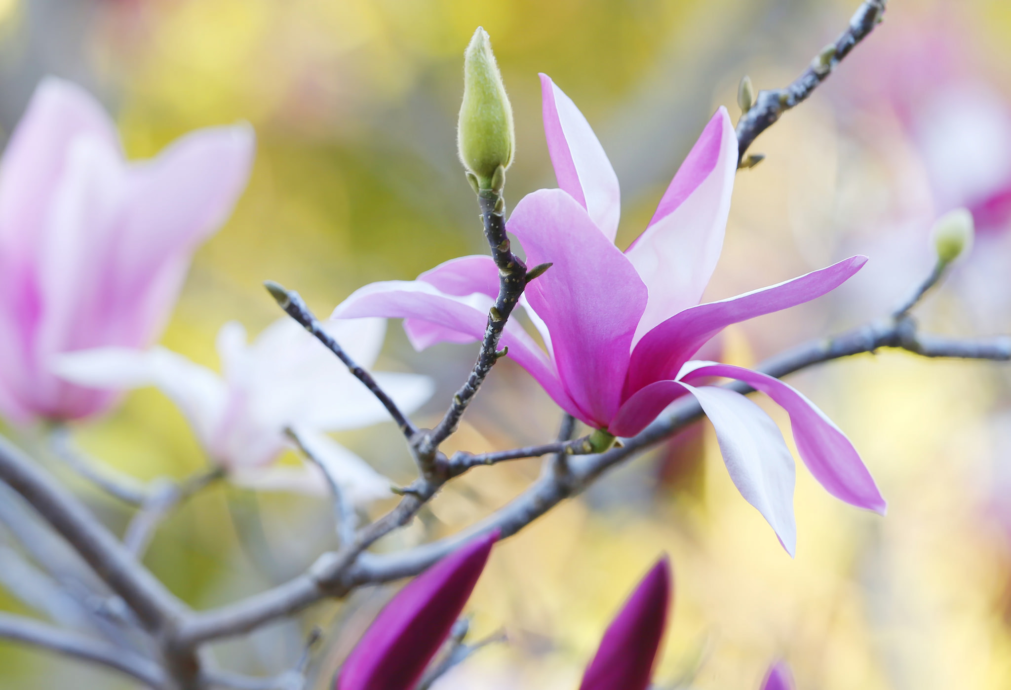135462 Hintergrundbild herunterladen blumen, blütenblätter, ast, zweig, magnolie, magnolia - Bildschirmschoner und Bilder kostenlos