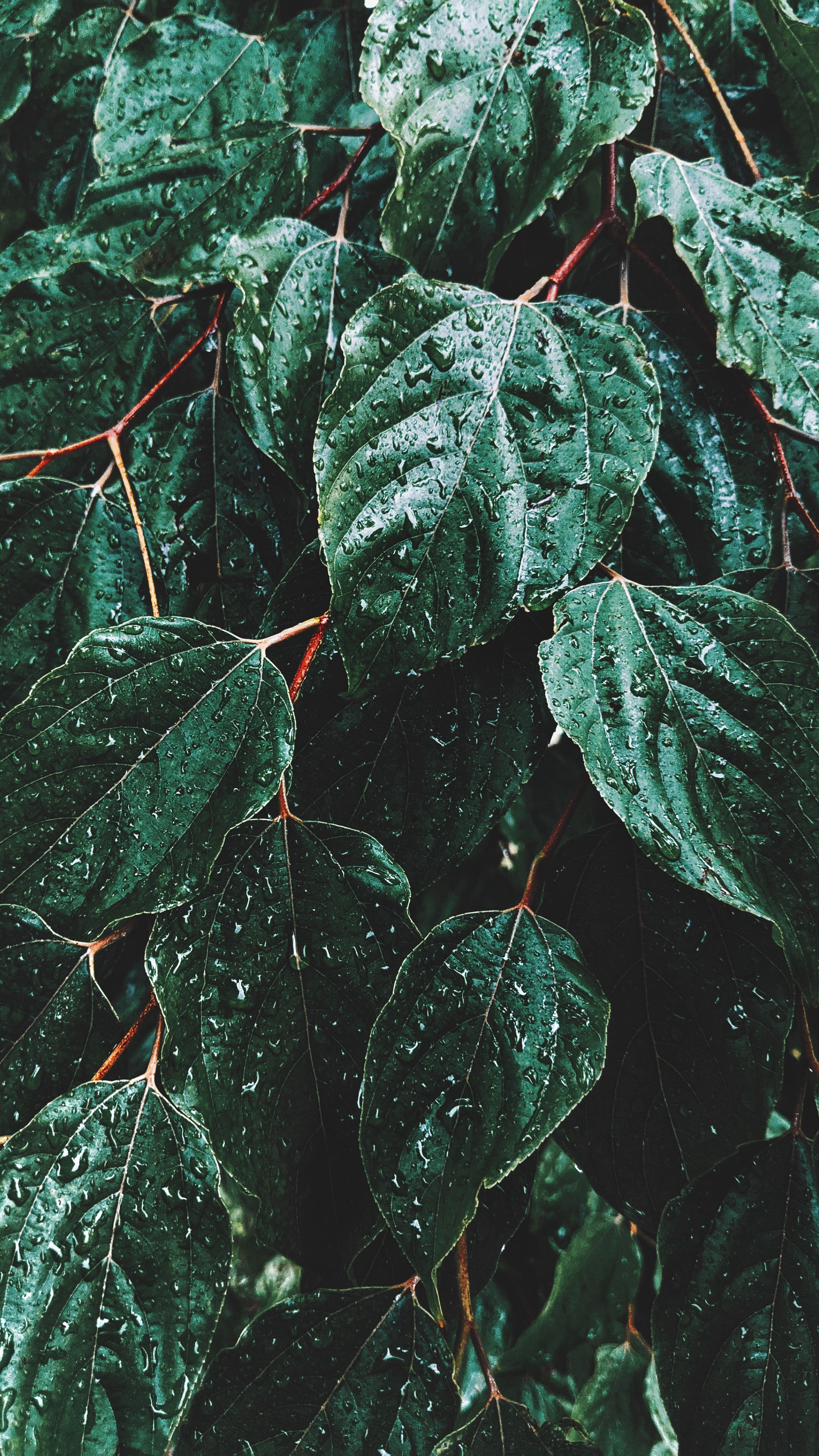 77644 скачать обои дождь, листья, капли, макро, зеленый - заставки и картинки бесплатно