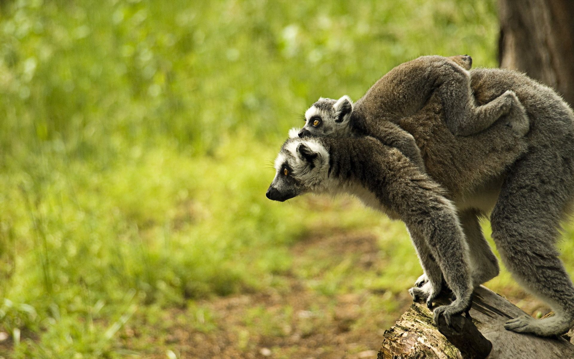 75924 Hintergrundbild herunterladen tiere, junge, die familie, familie, lemur, joey - Bildschirmschoner und Bilder kostenlos