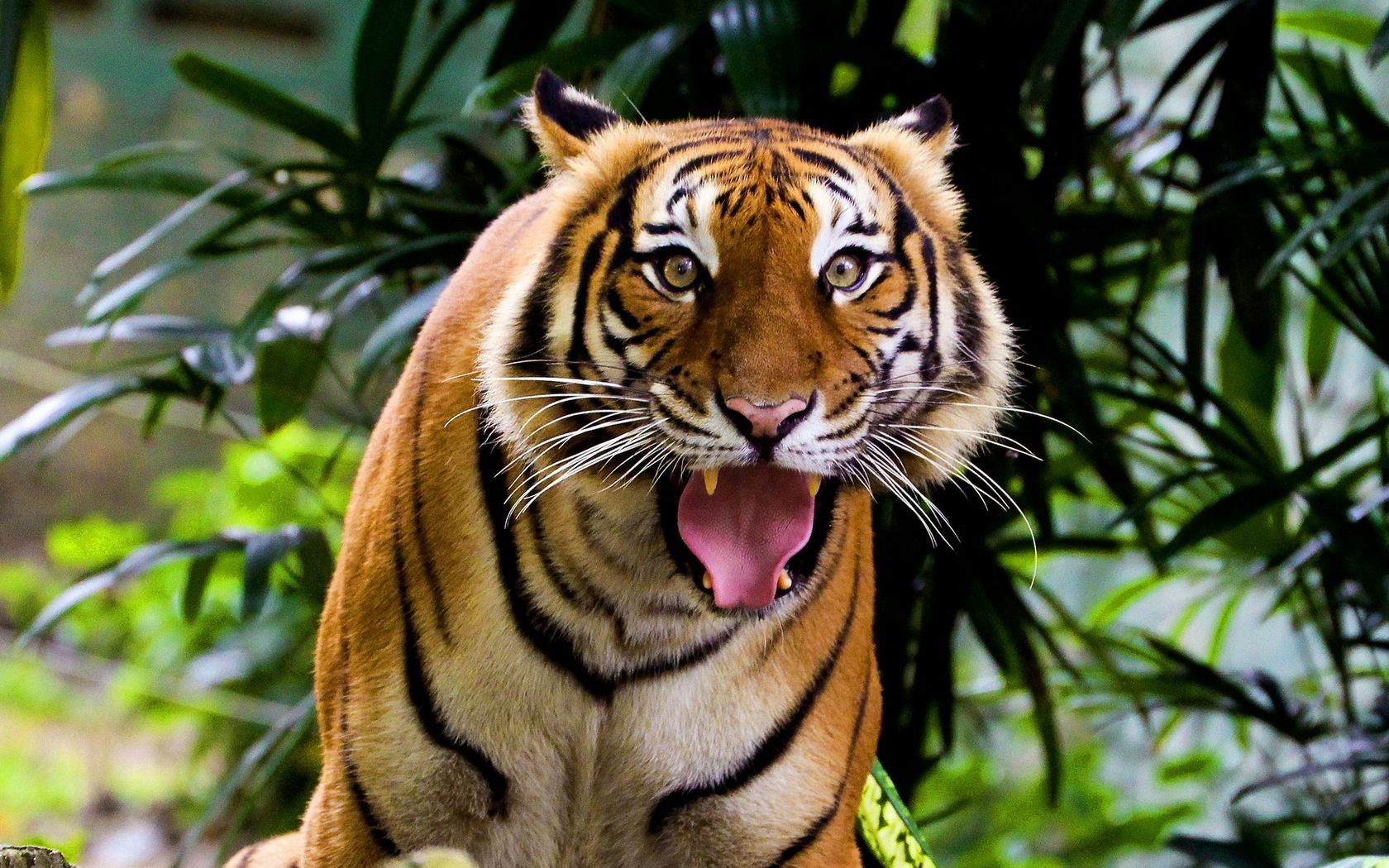 iPhone background tiger, grass, muzzle, animals