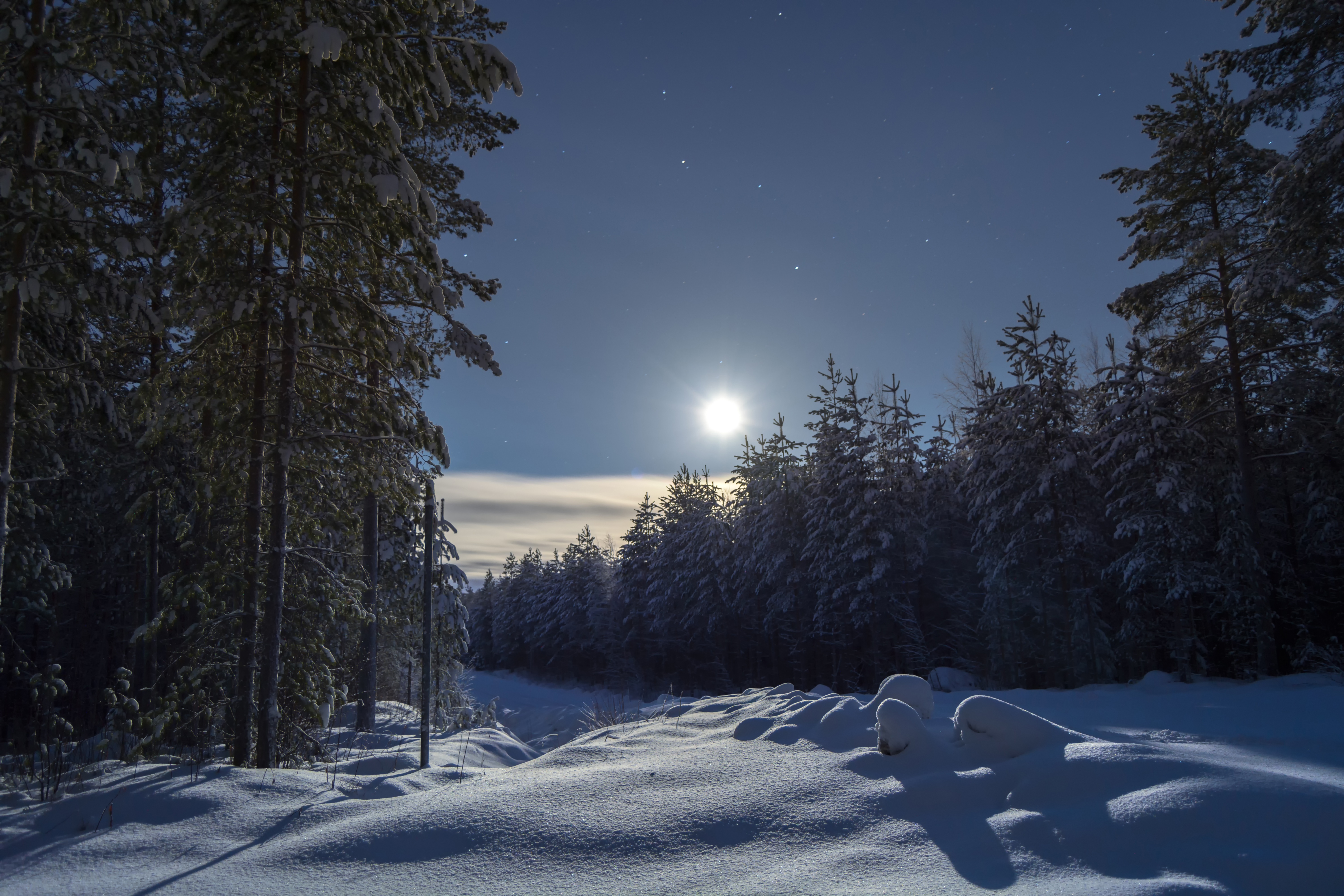 Зимний лес ночью природа