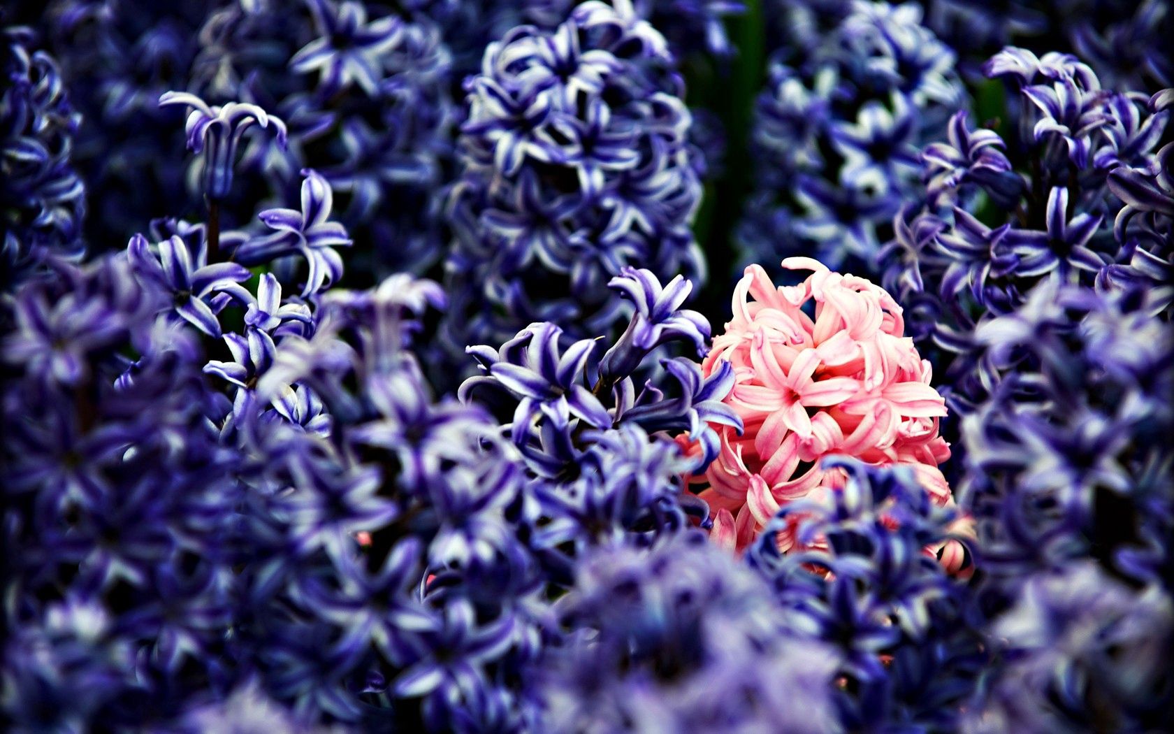 Phone Wallpaper flowers, macro, lilac
