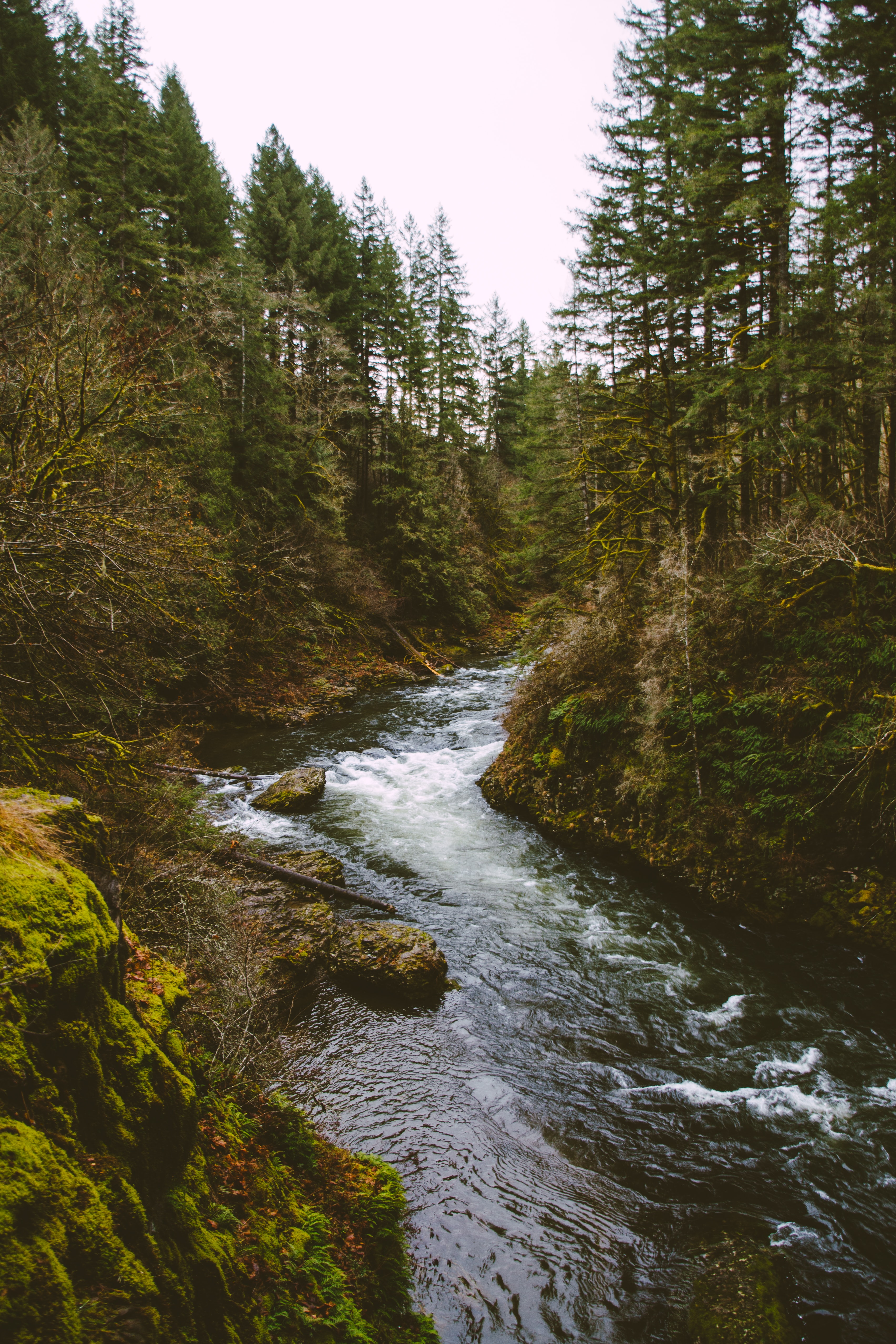 stream, trees, nature, spruce, flow, fir, rivers QHD