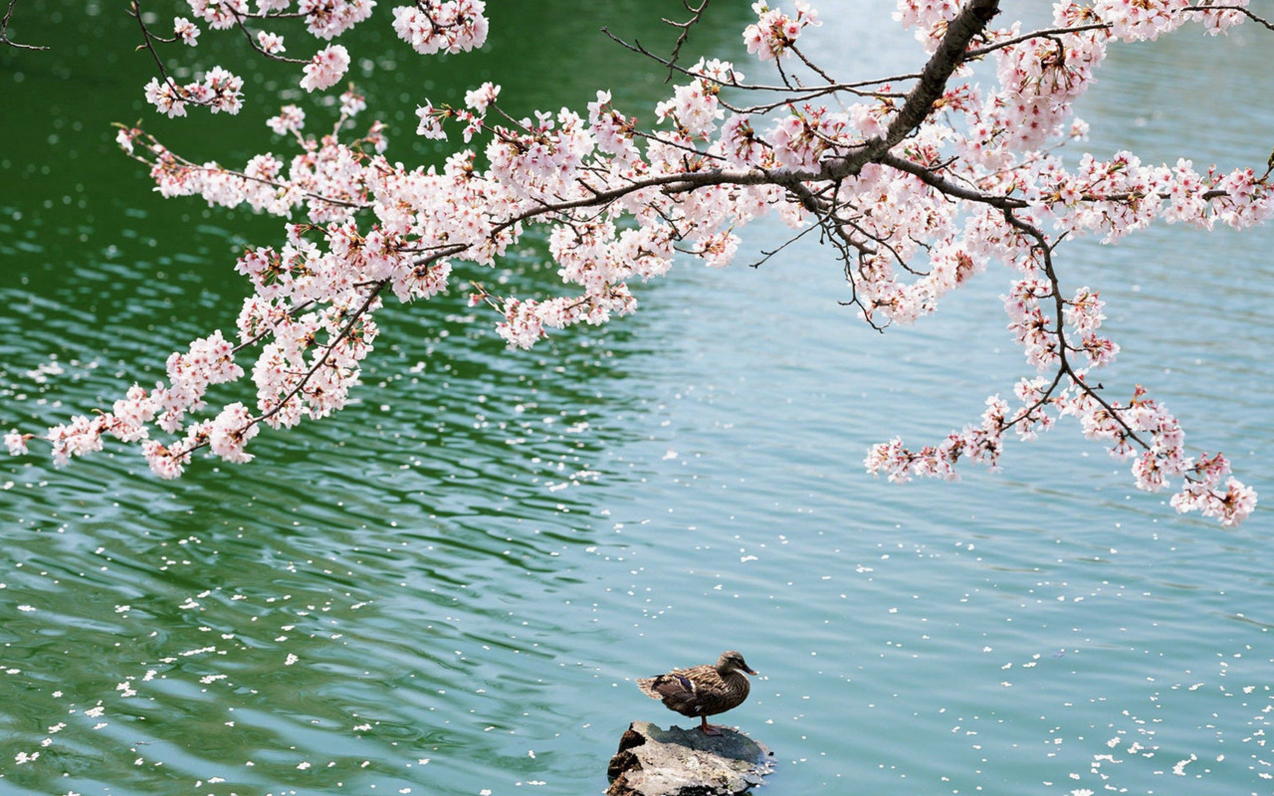 Mobile wallpaper duck, animals, sakura, lake, bird, sit, field