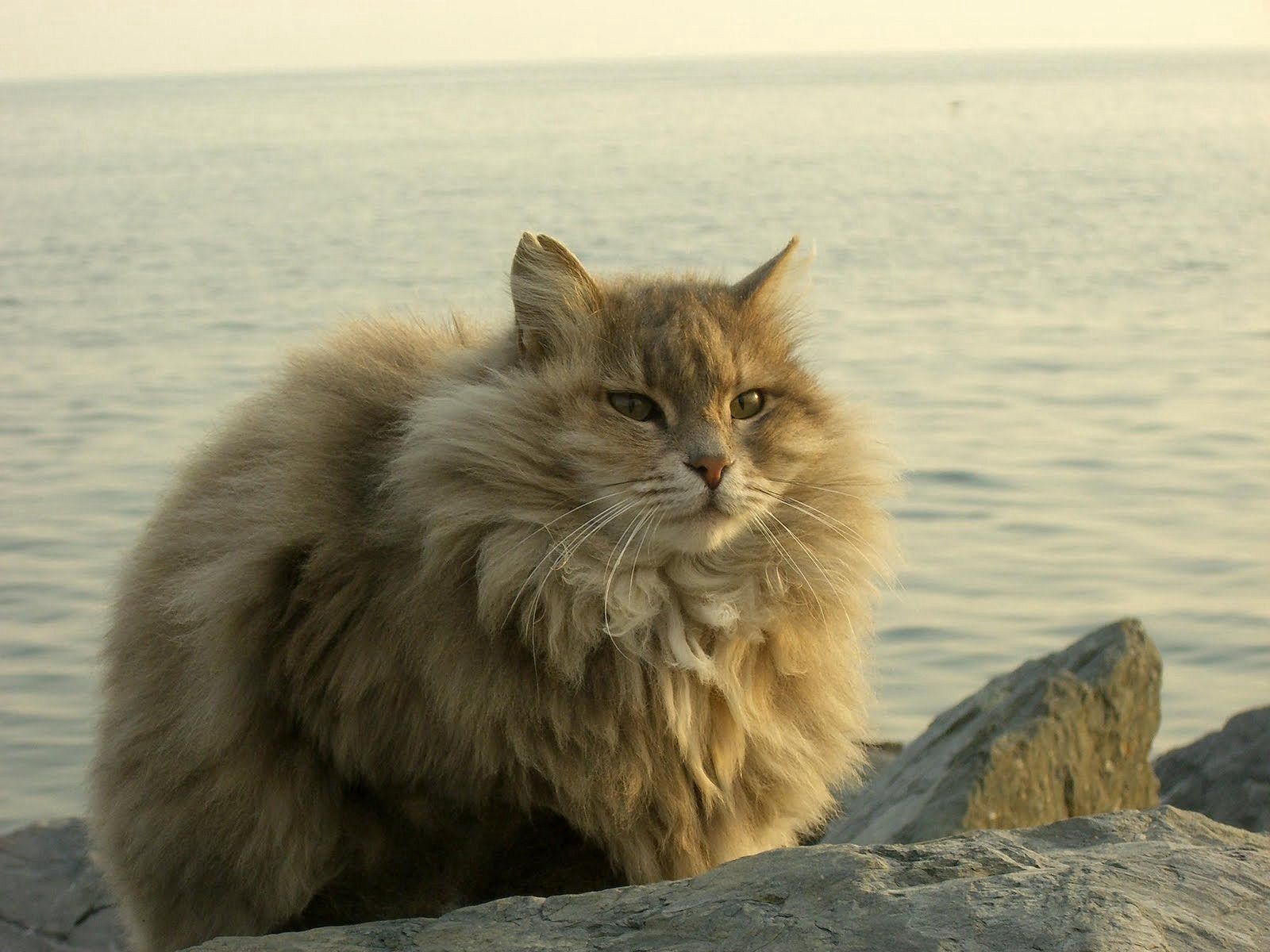 124186 download wallpaper cat, animals, rivers, stones, sit, fluffy, fat, thick screensavers and pictures for free