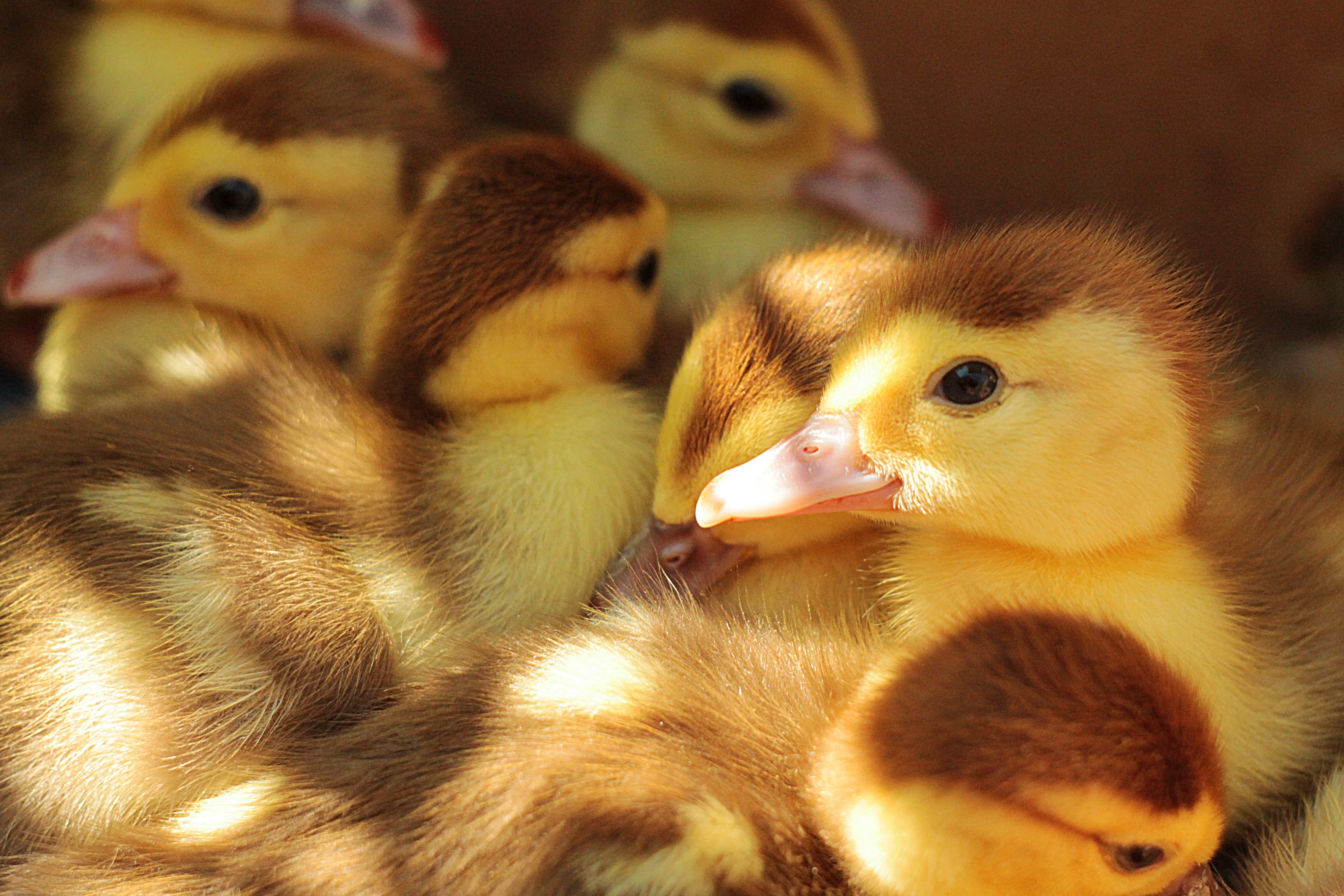 98628 Screensavers and Wallpapers Chicks for phone. Download animals, chicks, lot, ducklings pictures for free
