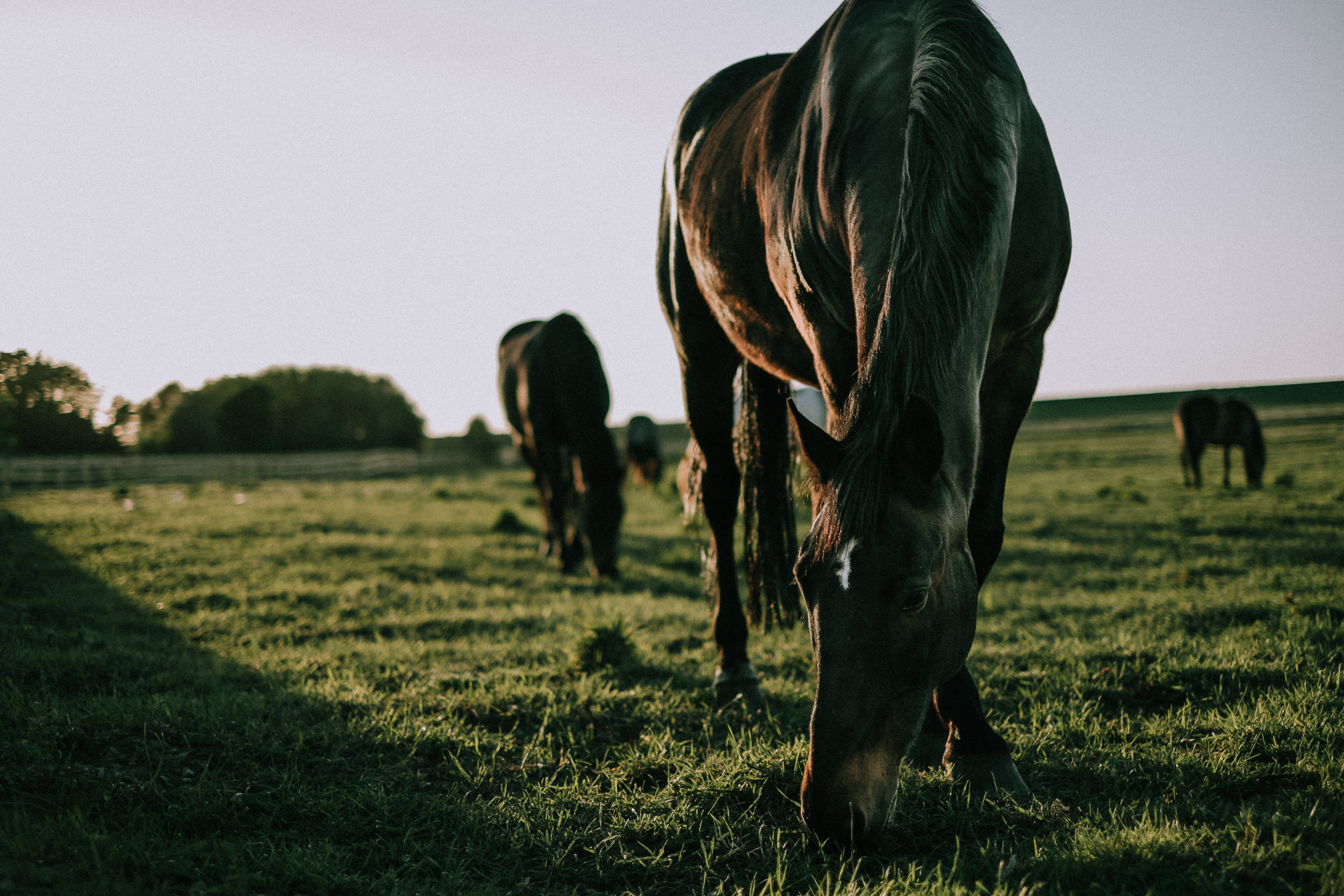 Desktop Backgrounds Horse grass, animals, stroll