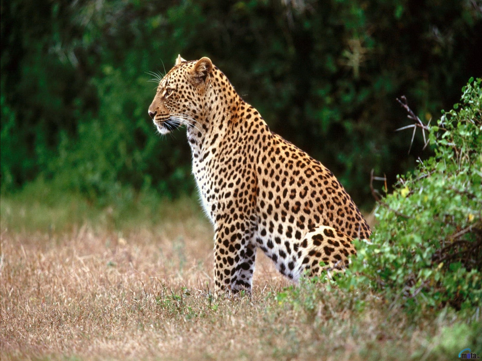 7810 baixar papel de parede animais, leopards - protetores de tela e imagens gratuitamente