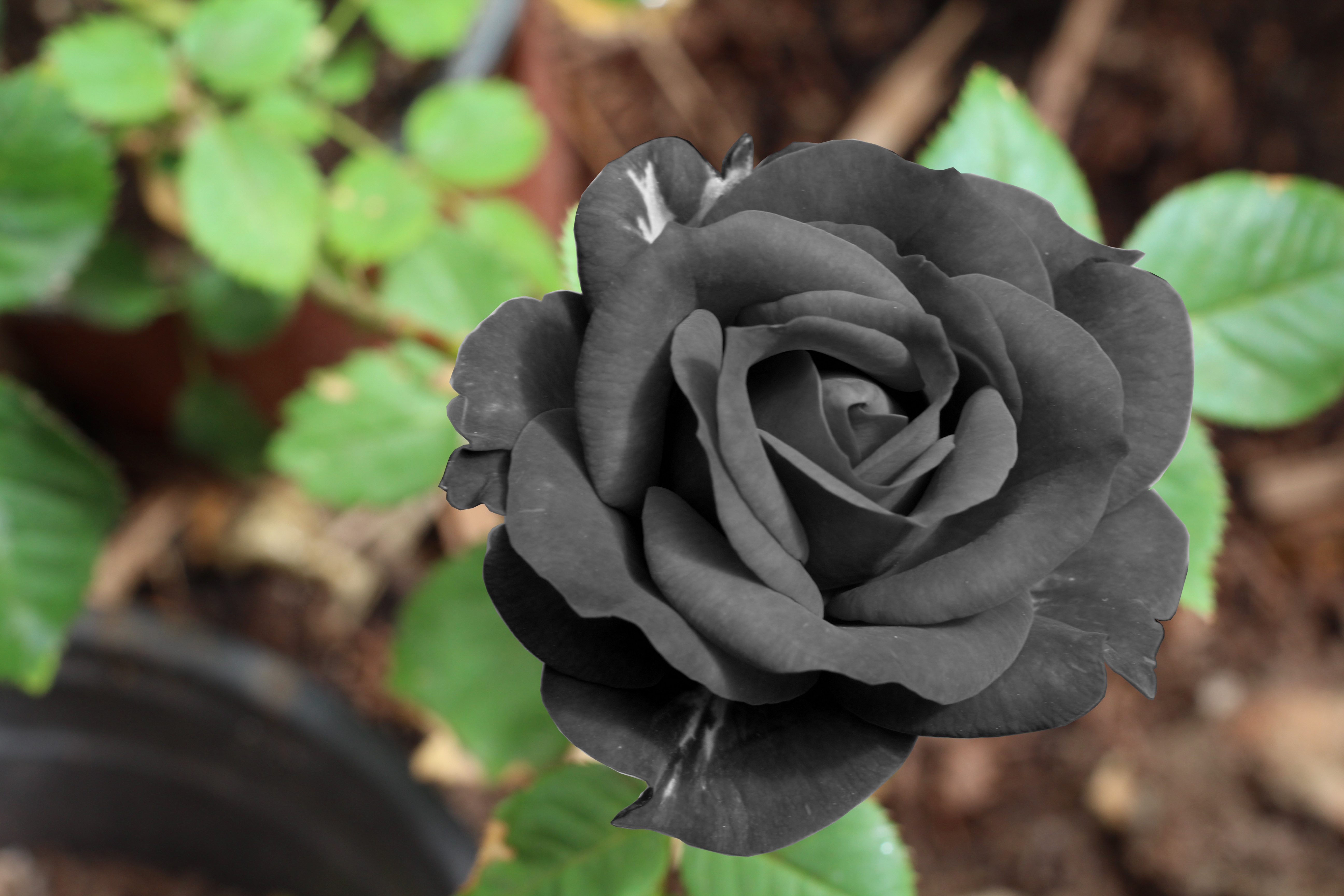 151458 Hintergrundbild herunterladen blumen, blume, knospe, bud, black rose, schwarze rose - Bildschirmschoner und Bilder kostenlos