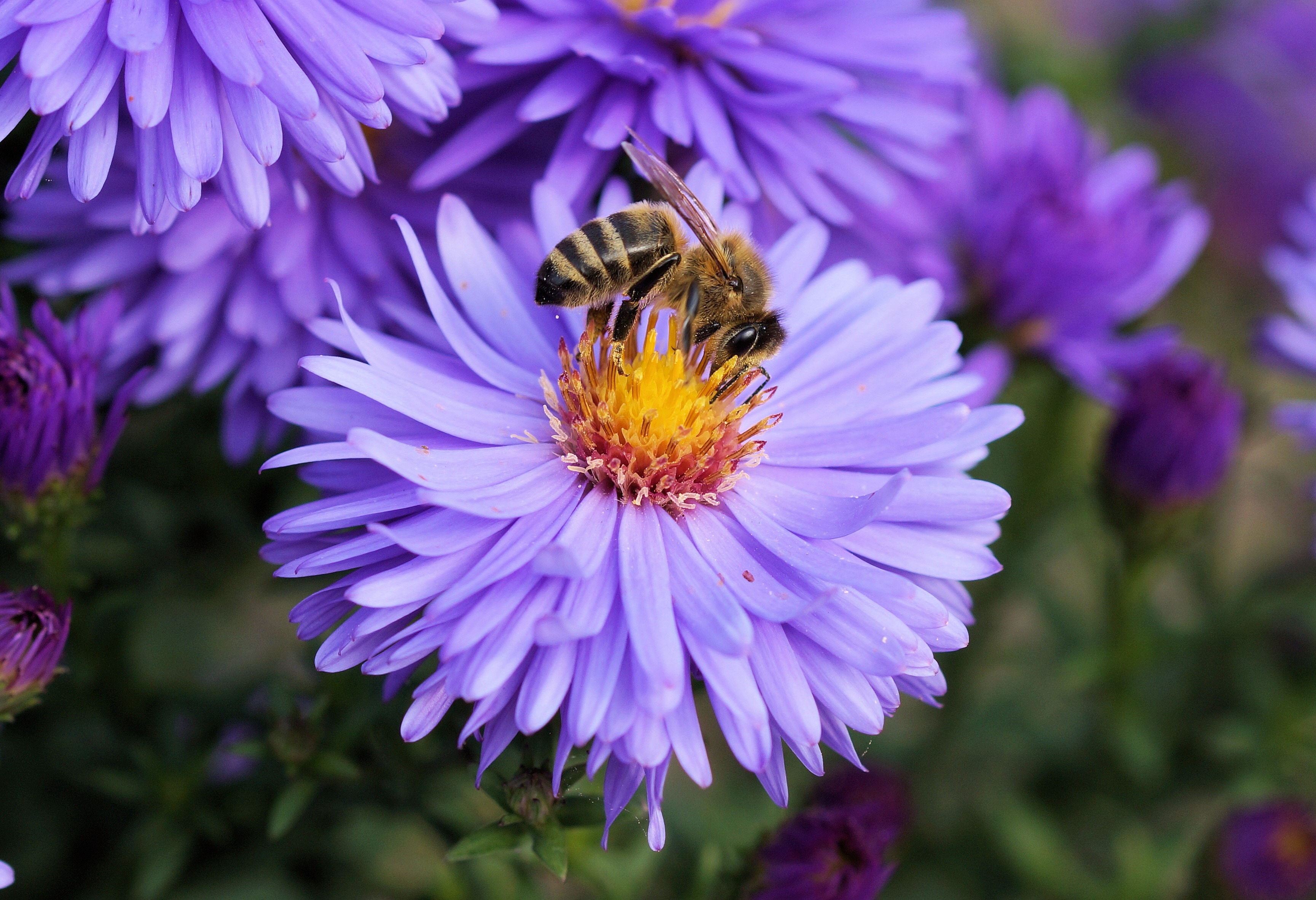 148032 download wallpaper flower, macro, bee, pollination screensavers and pictures for free