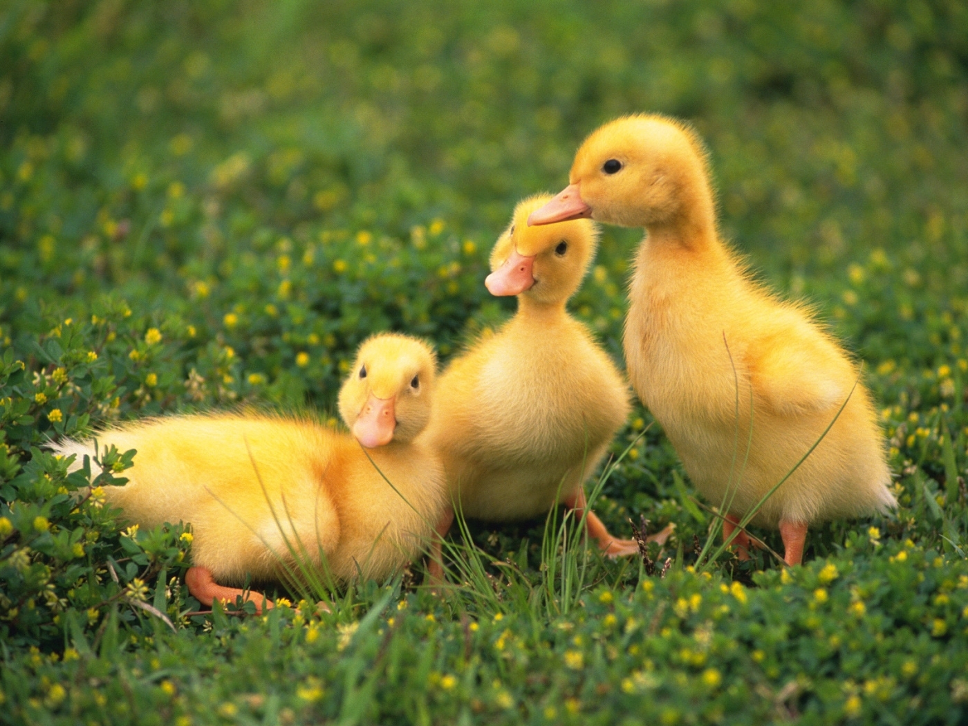 43162 Hintergrundbilder und Ducks Bilder auf dem Desktop. Laden Sie tiere, ducks, grün Bildschirmschoner kostenlos auf den PC herunter