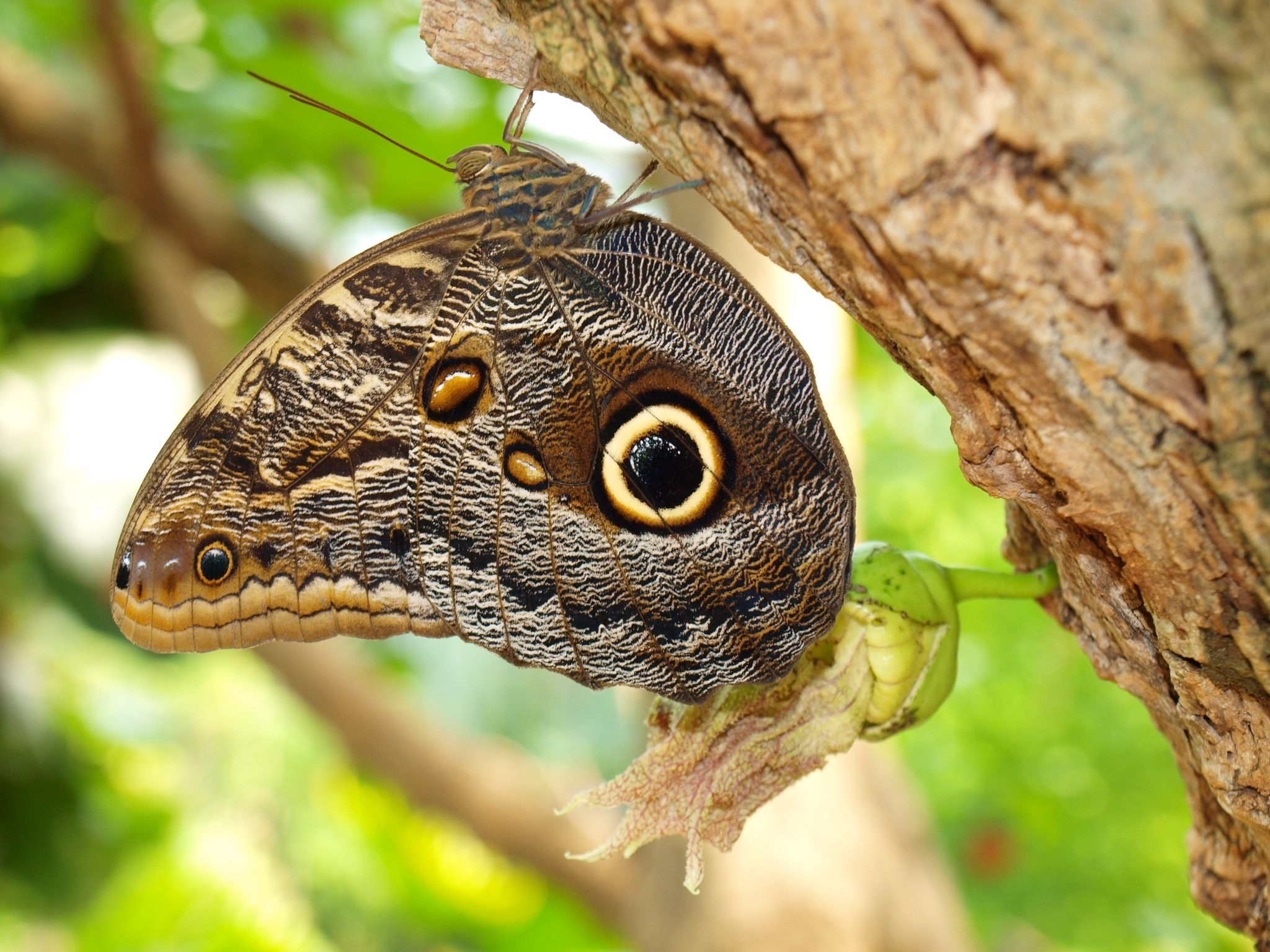 macro, tree, patterns, wood, insect, butterfly, wings, bark download HD wallpaper