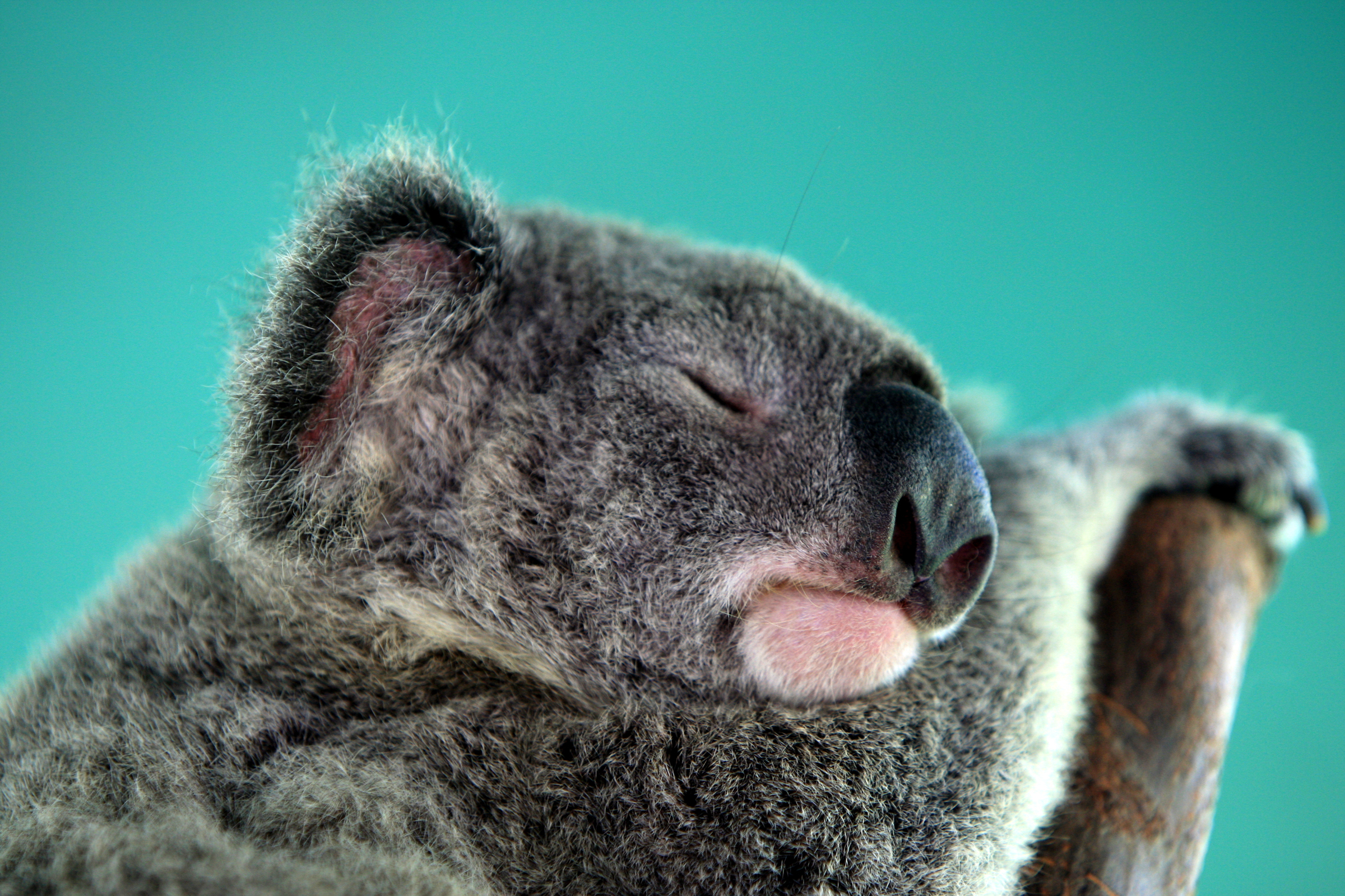 103793 Hintergrundbild herunterladen tiere, schnauze, schlafen, traum, koala - Bildschirmschoner und Bilder kostenlos