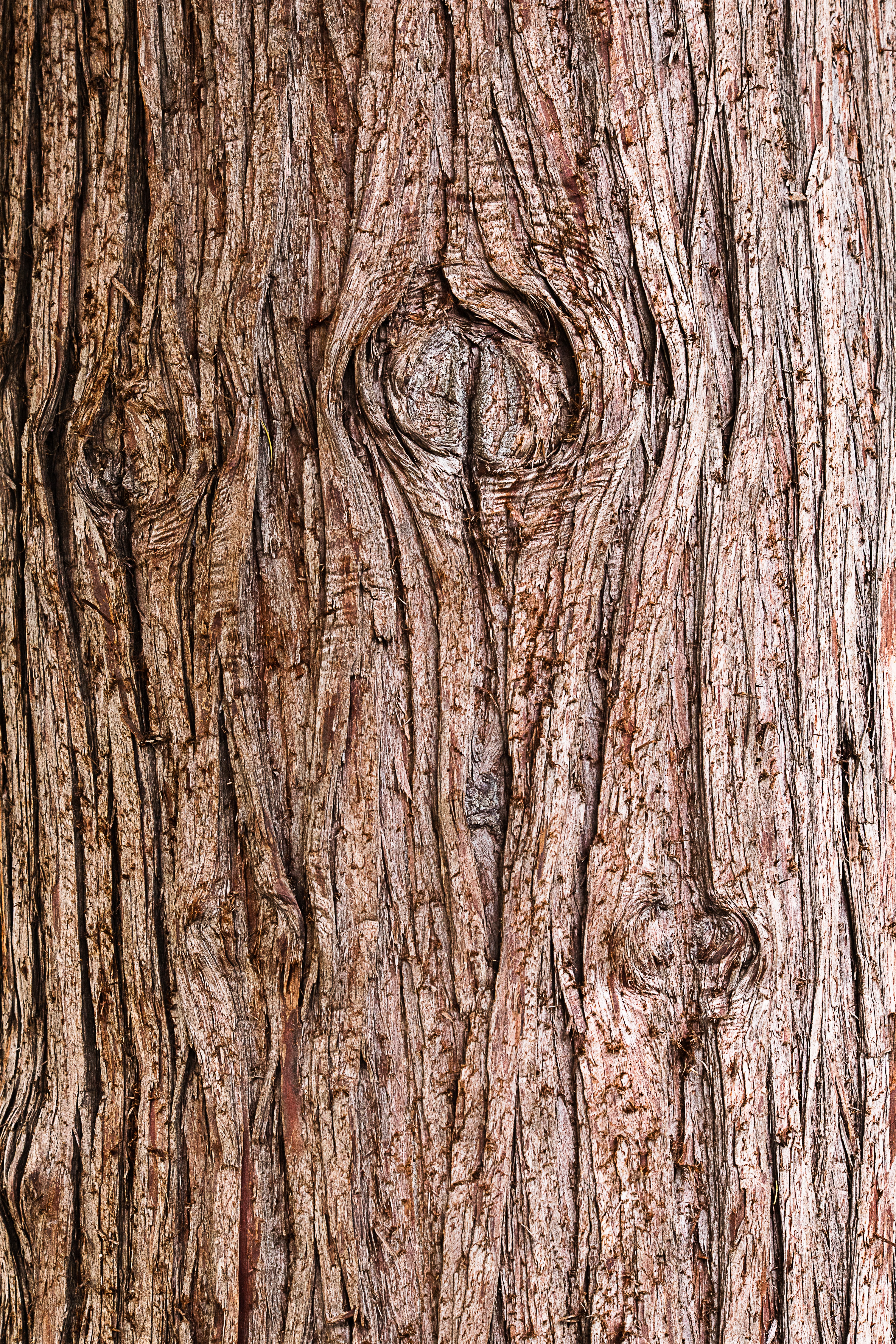 texture, wooden, bark, wood, tree, textures phone background