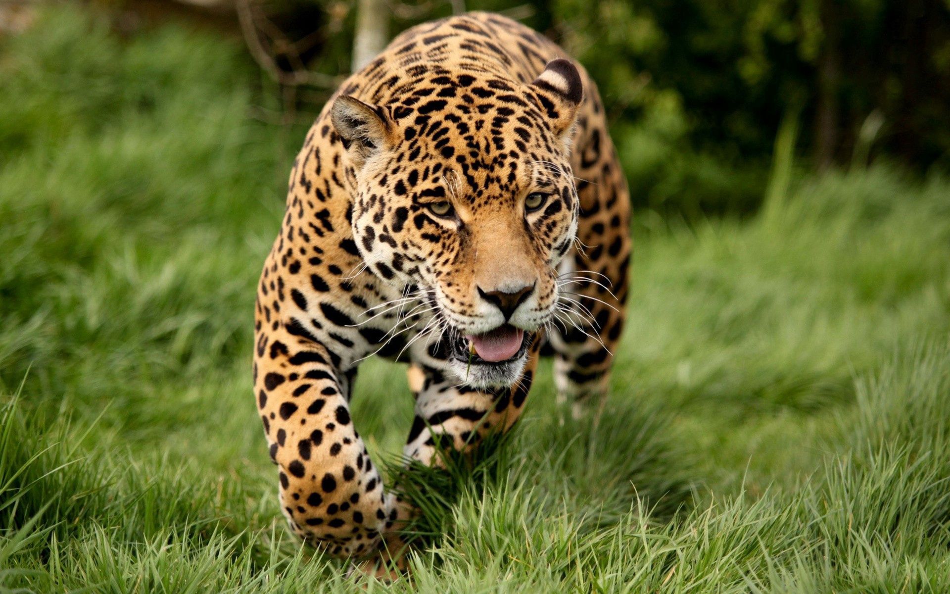 51453 Hintergrundbild herunterladen tiere, grass, leopard, große katze, big cat, weglaufen, ausführen - Bildschirmschoner und Bilder kostenlos