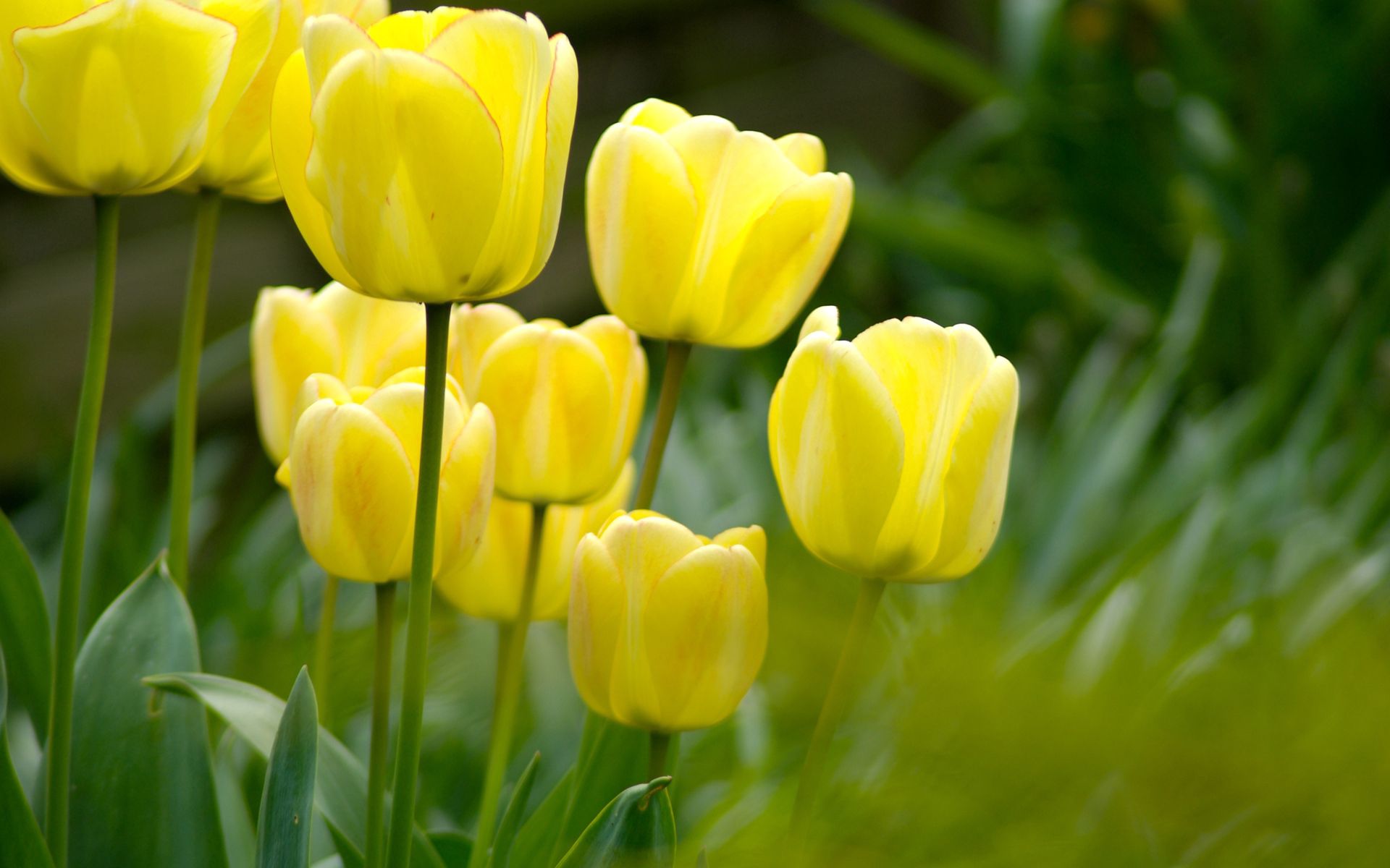 148010 économiseurs d'écran et fonds d'écran Tulipes sur votre téléphone. Téléchargez jaune, verdure, fleurs, légumes verts images gratuitement