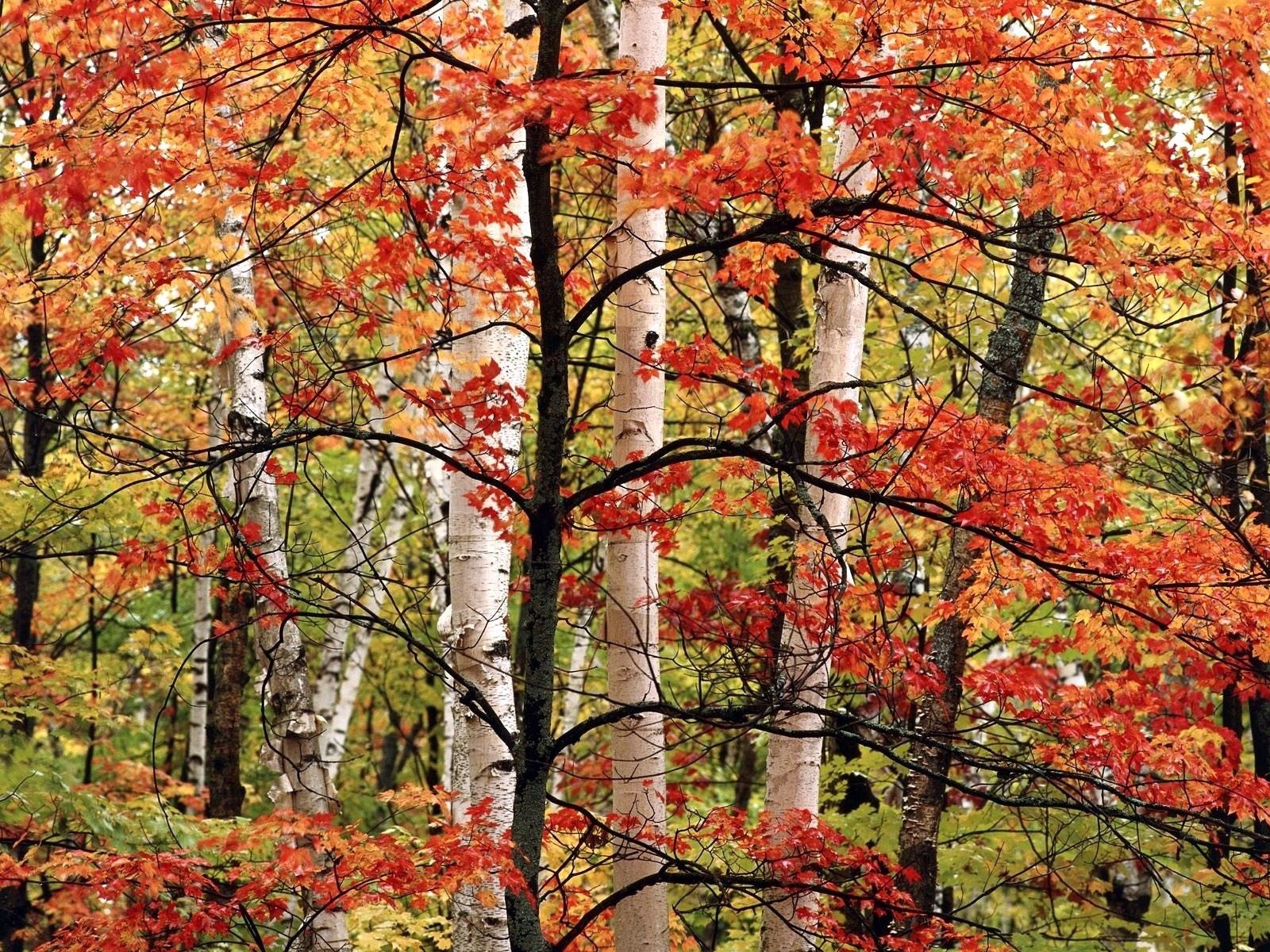 Handy-Wallpaper Natur, Bäume, Herbst, Blätter, Birken, Wald, Geäst, Zweig, Farben kostenlos herunterladen.