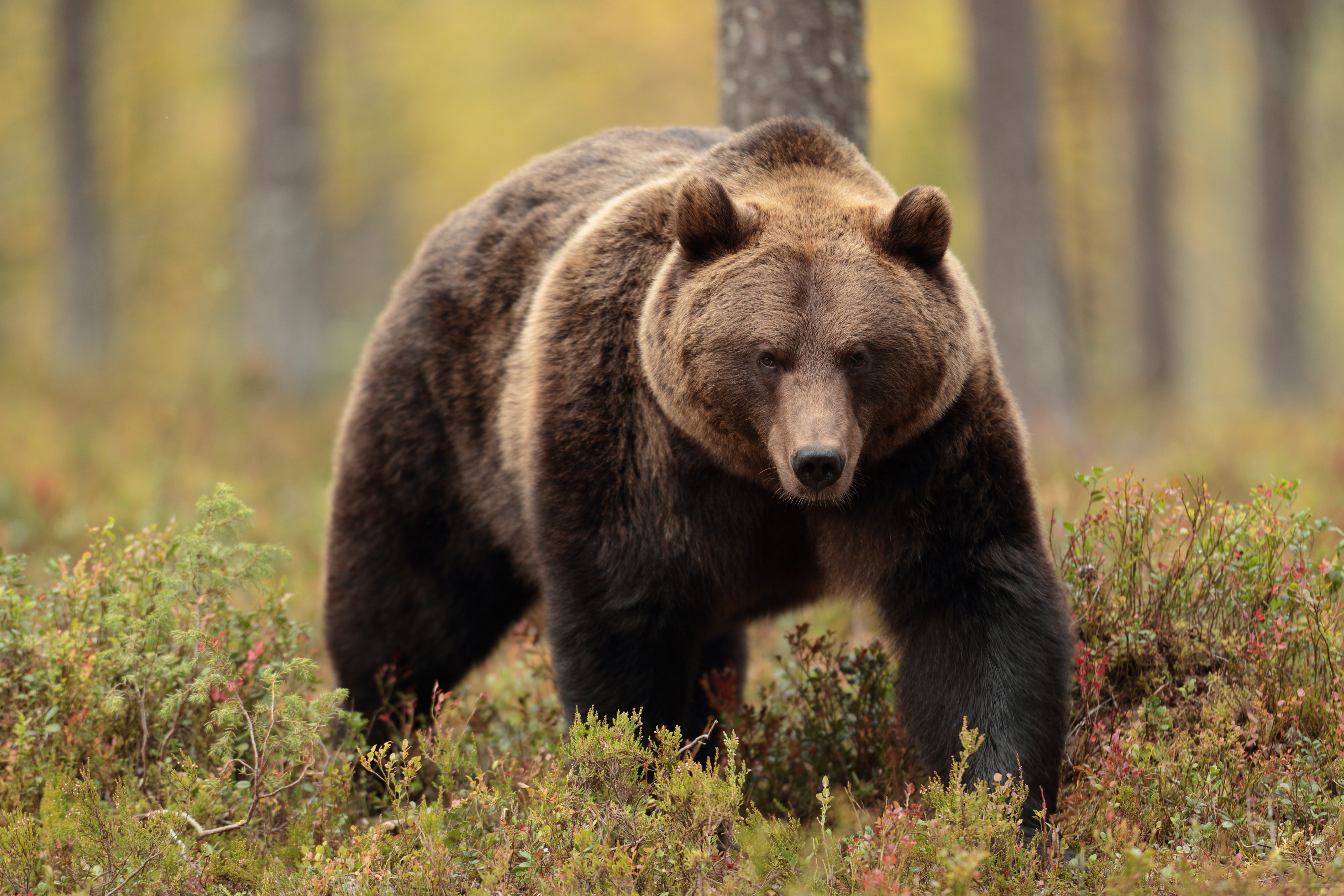 Русский медведь фото