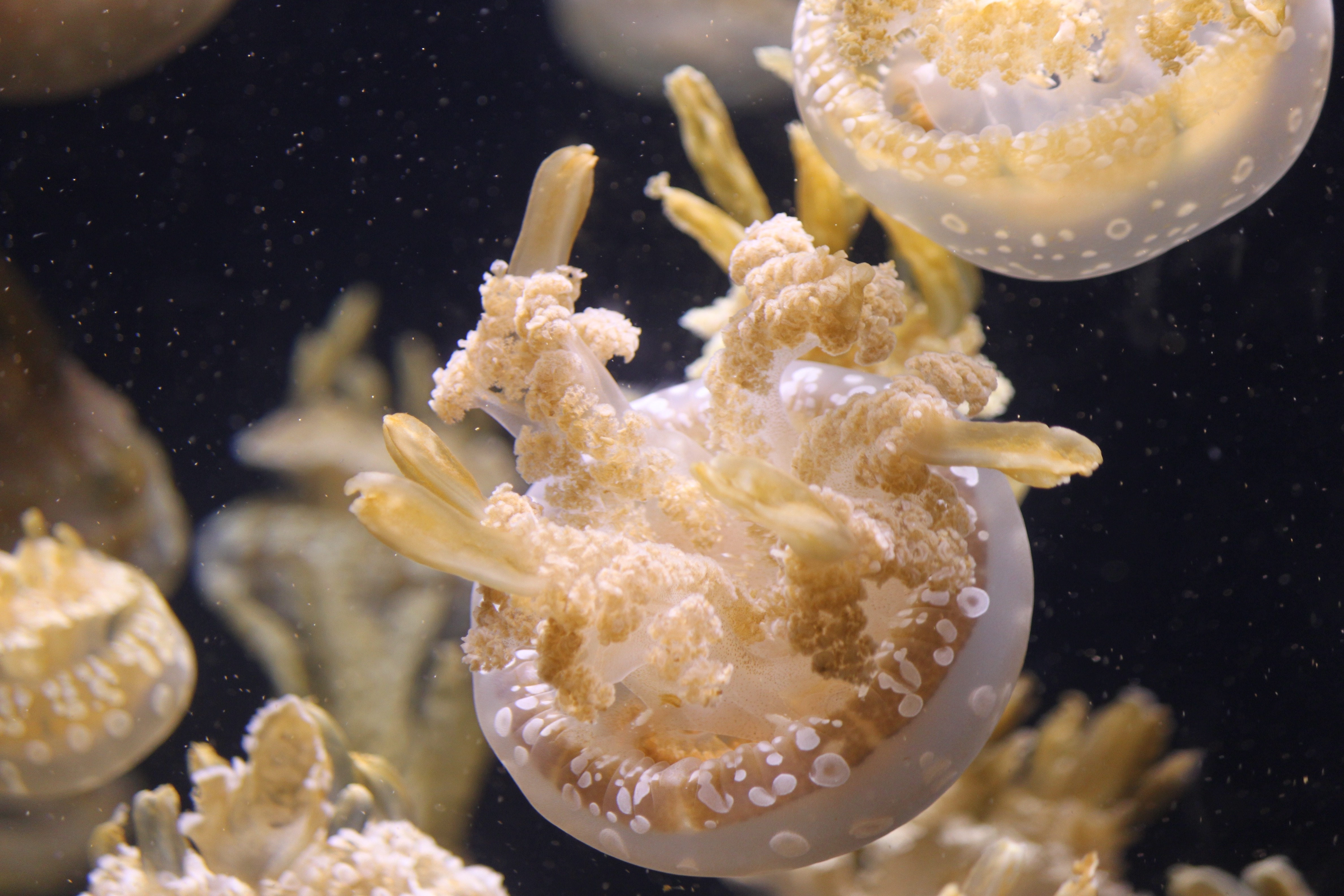 jellyfish, animals, ocean, underwater world download HD wallpaper