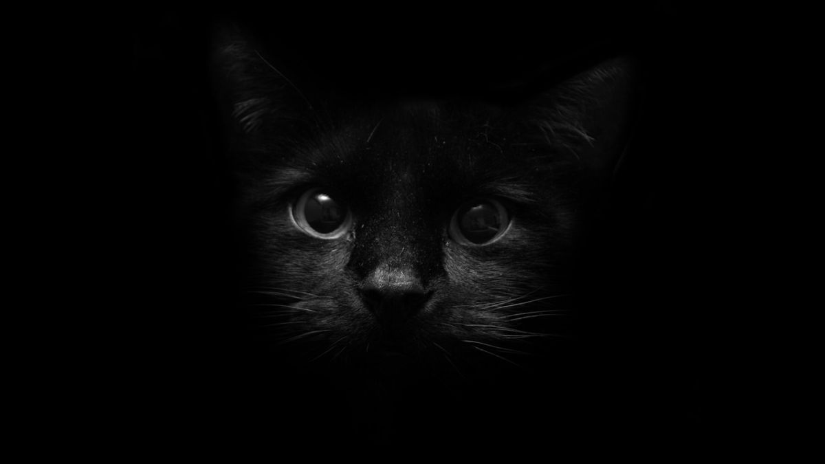 Черная кошка обои на телефон