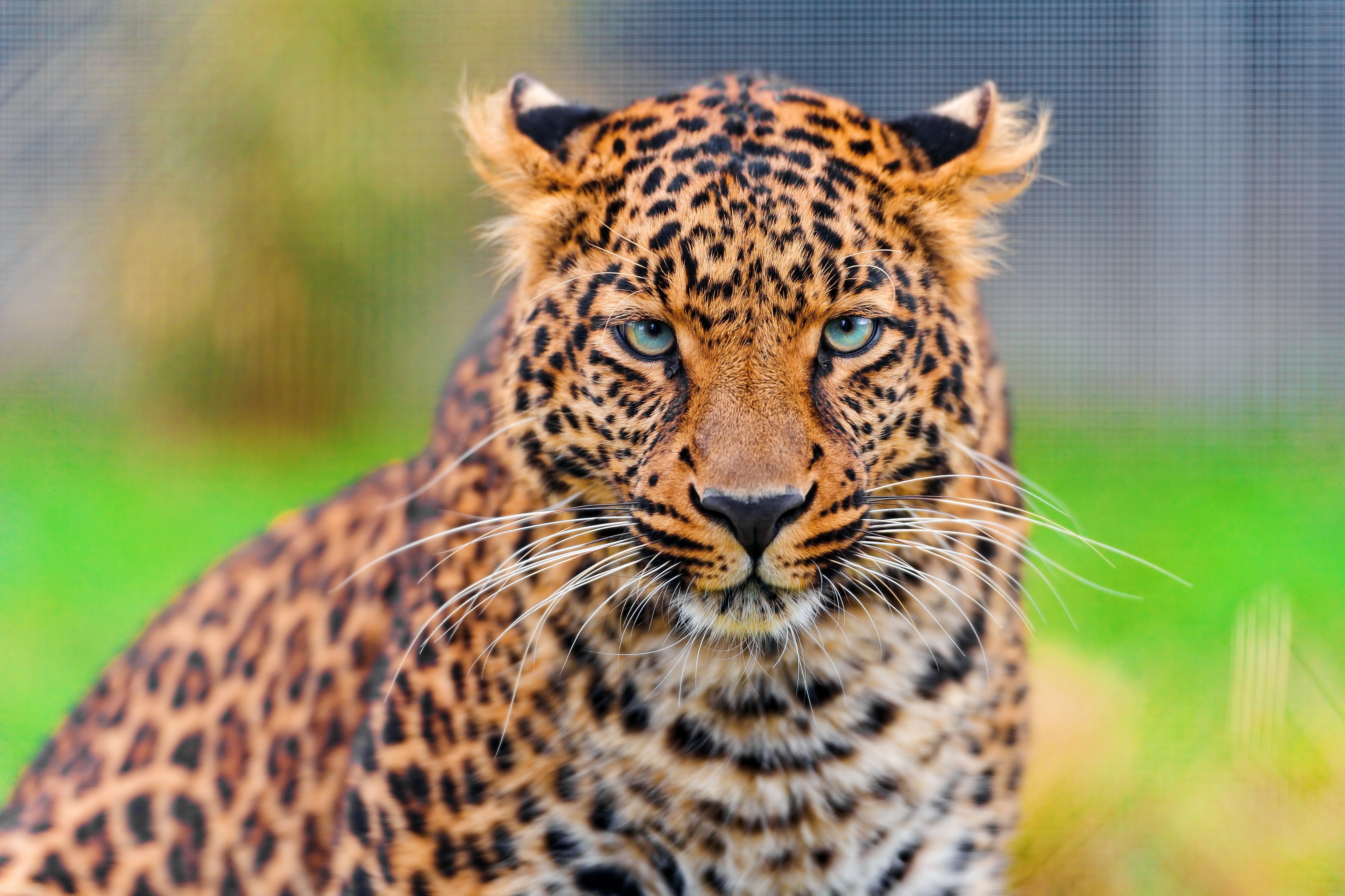 animals, leopard, muzzle, spotted, spotty, predator, big cat Aesthetic wallpaper