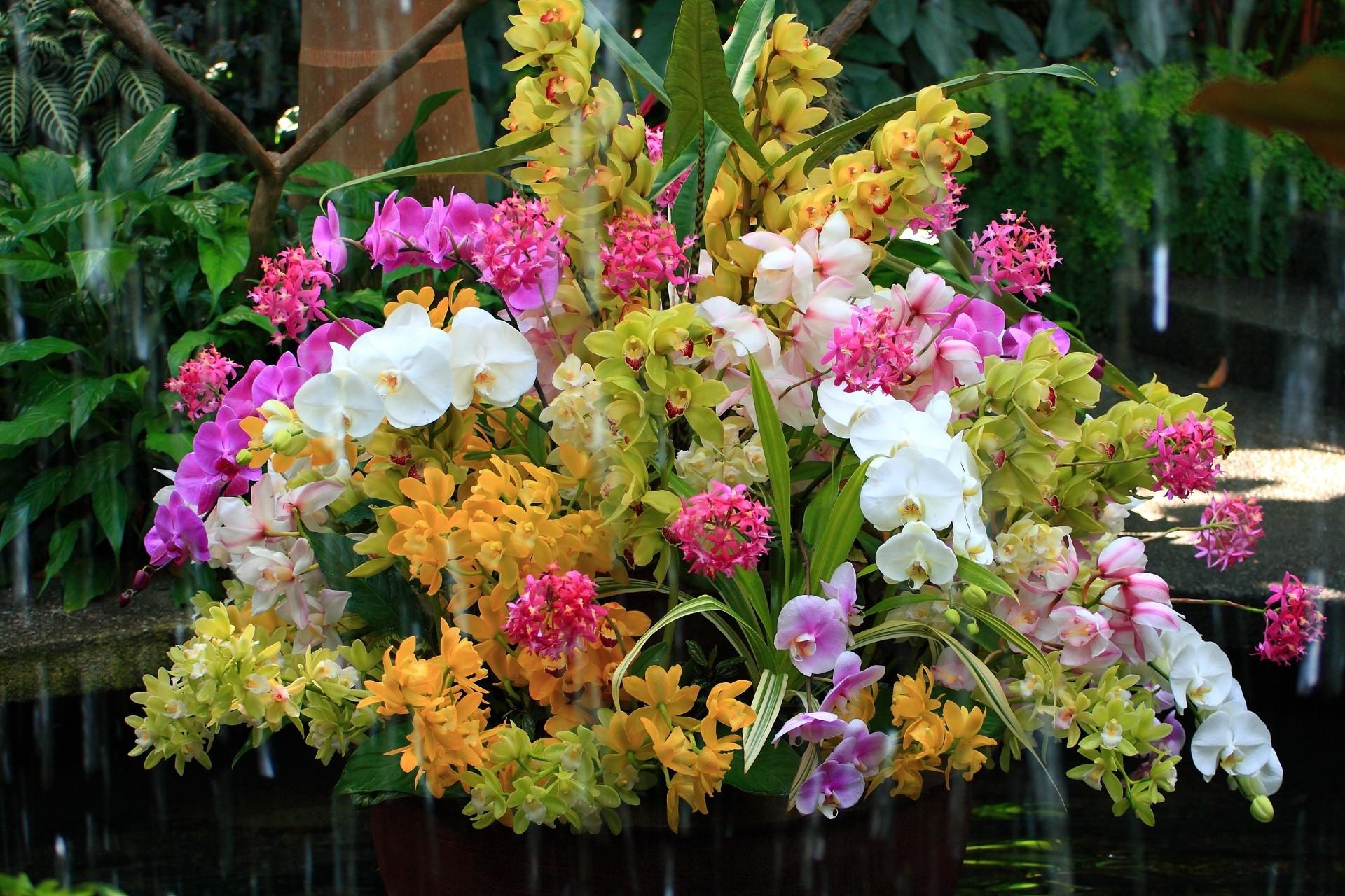 bouquet, flowers, water, orchids, exotic, exotics