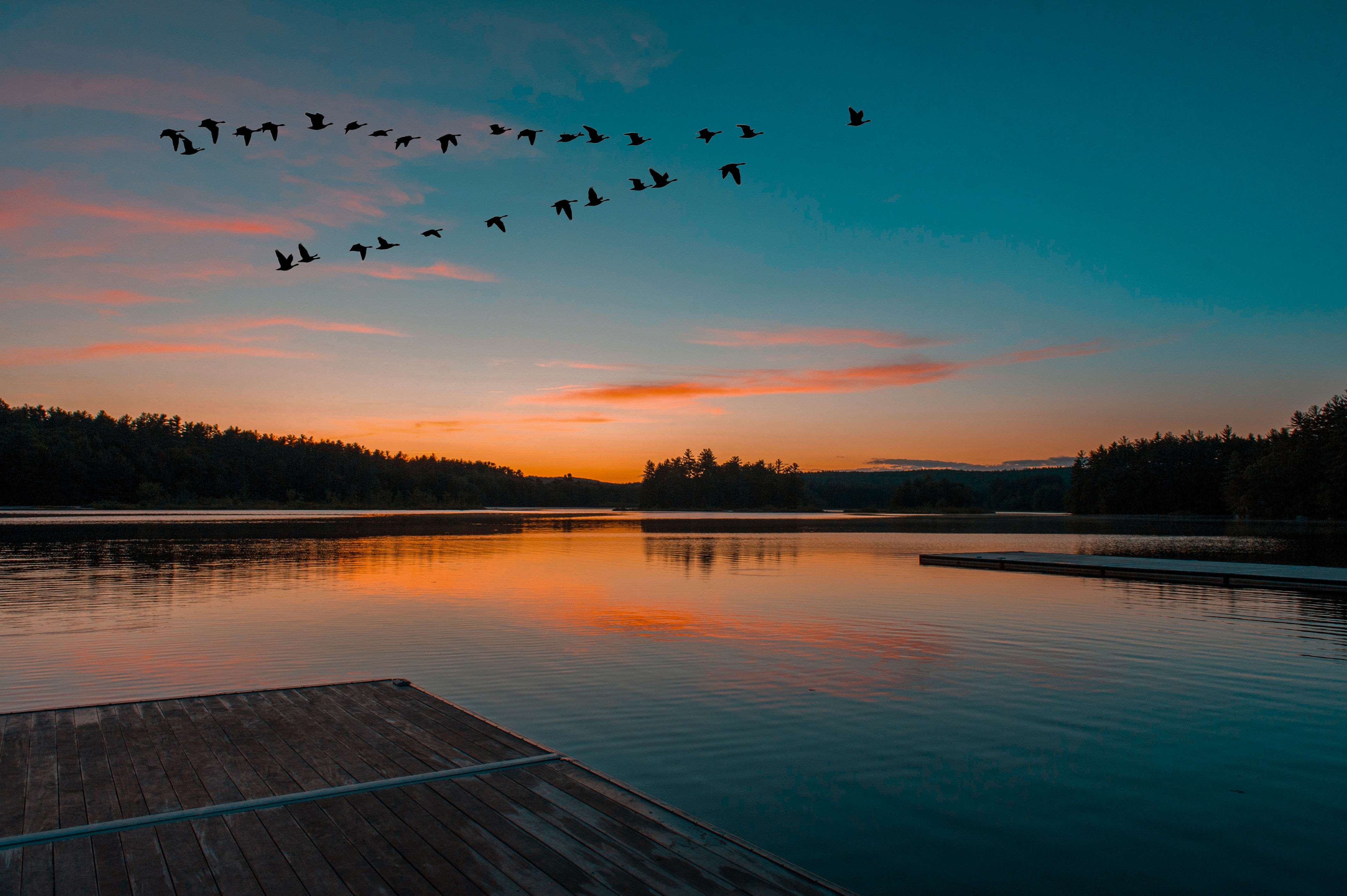 sunset, birds, nature, horizon, lake, flight 1080p