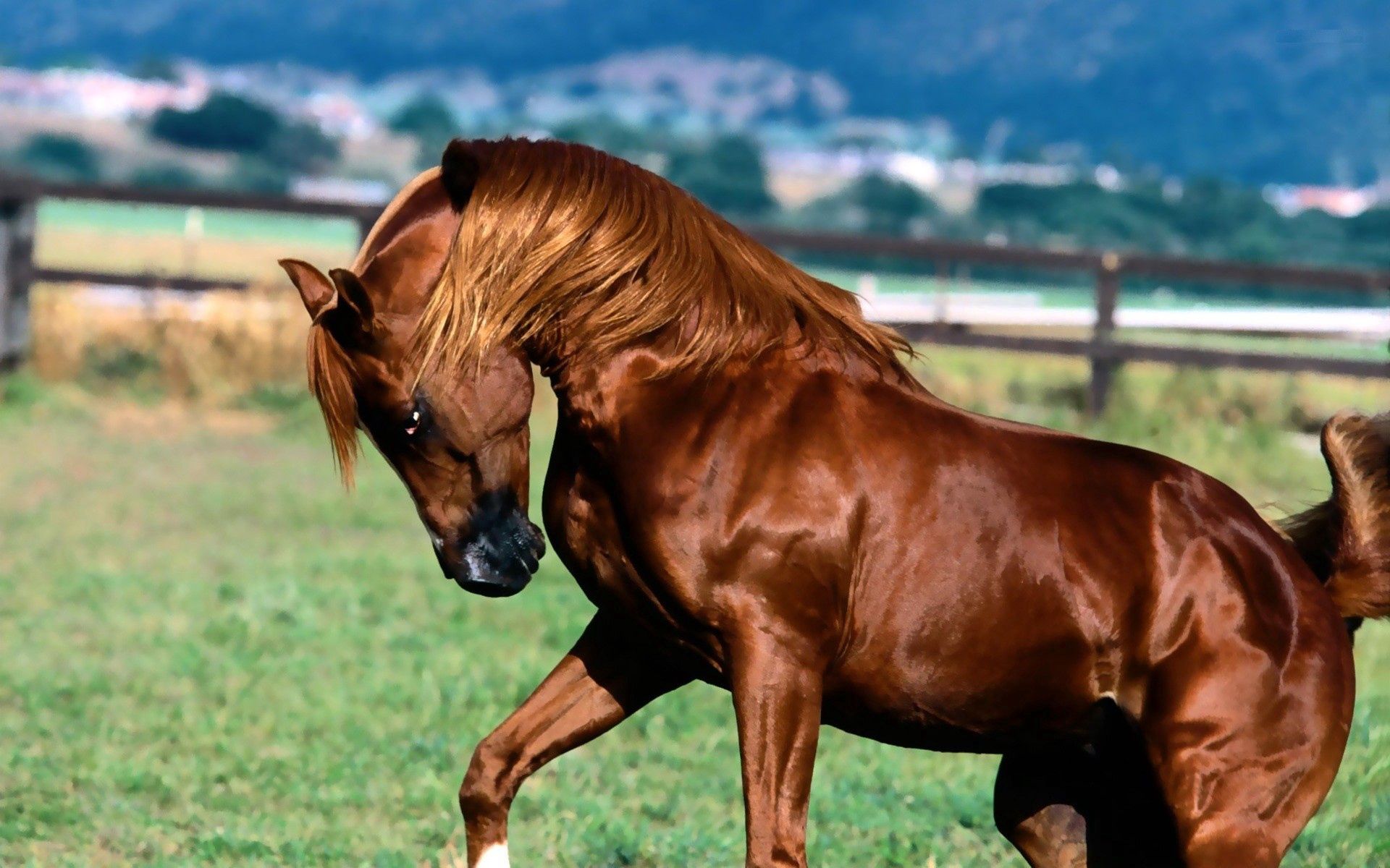 Mobile HD Wallpaper Horse animals, grass, brown, mane